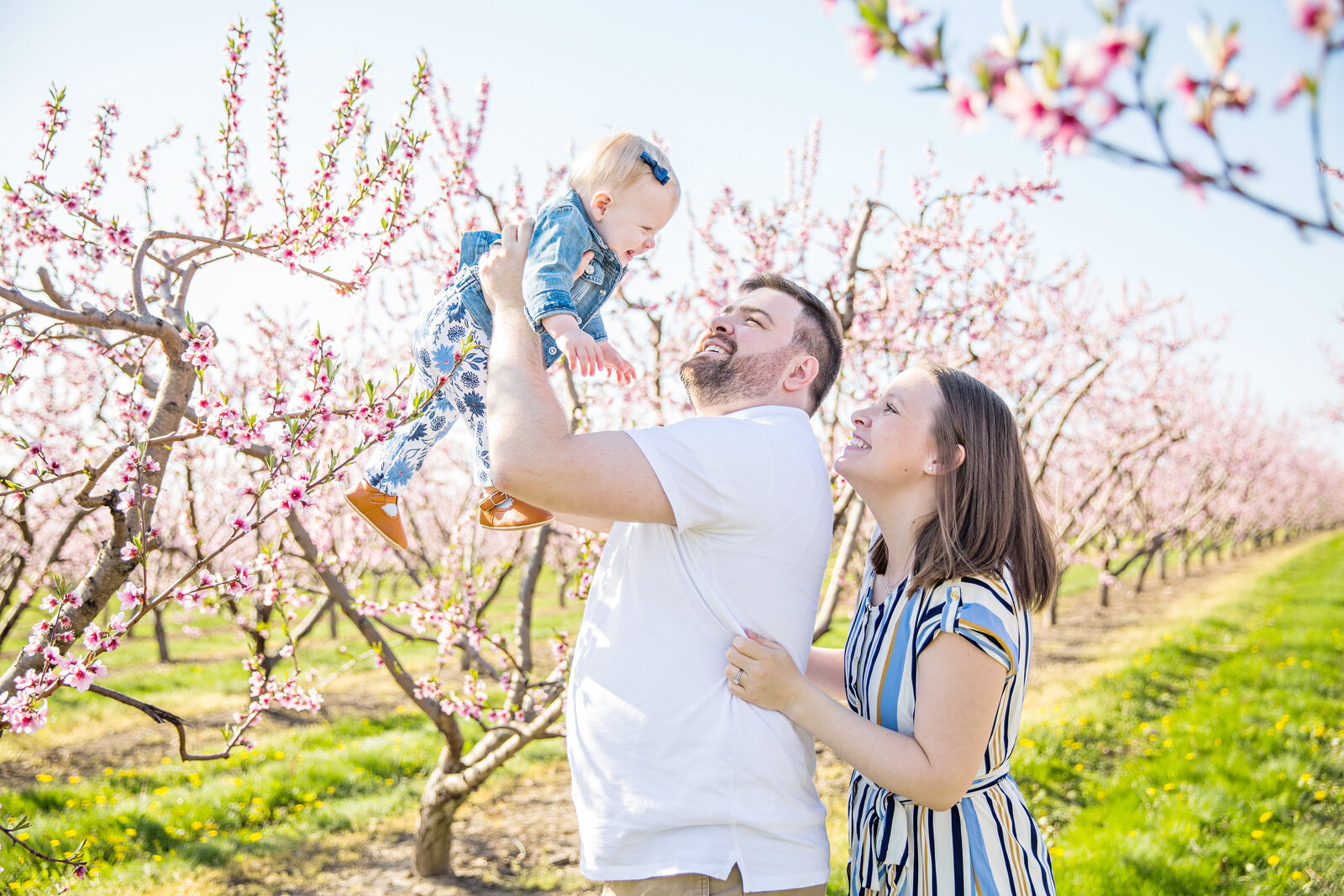 mom and dad holding up baby girl in cherry blossom field in Niagara Ontario
