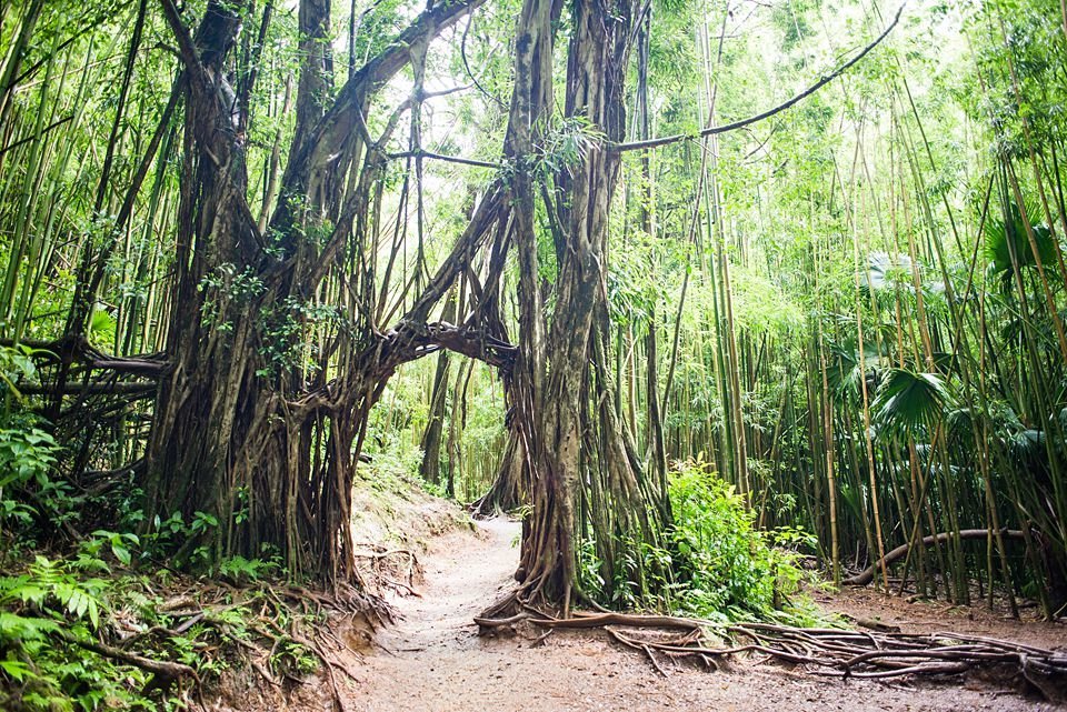 Vines create an arch over the trail to Manoa Falls on Oahu, Hawaii