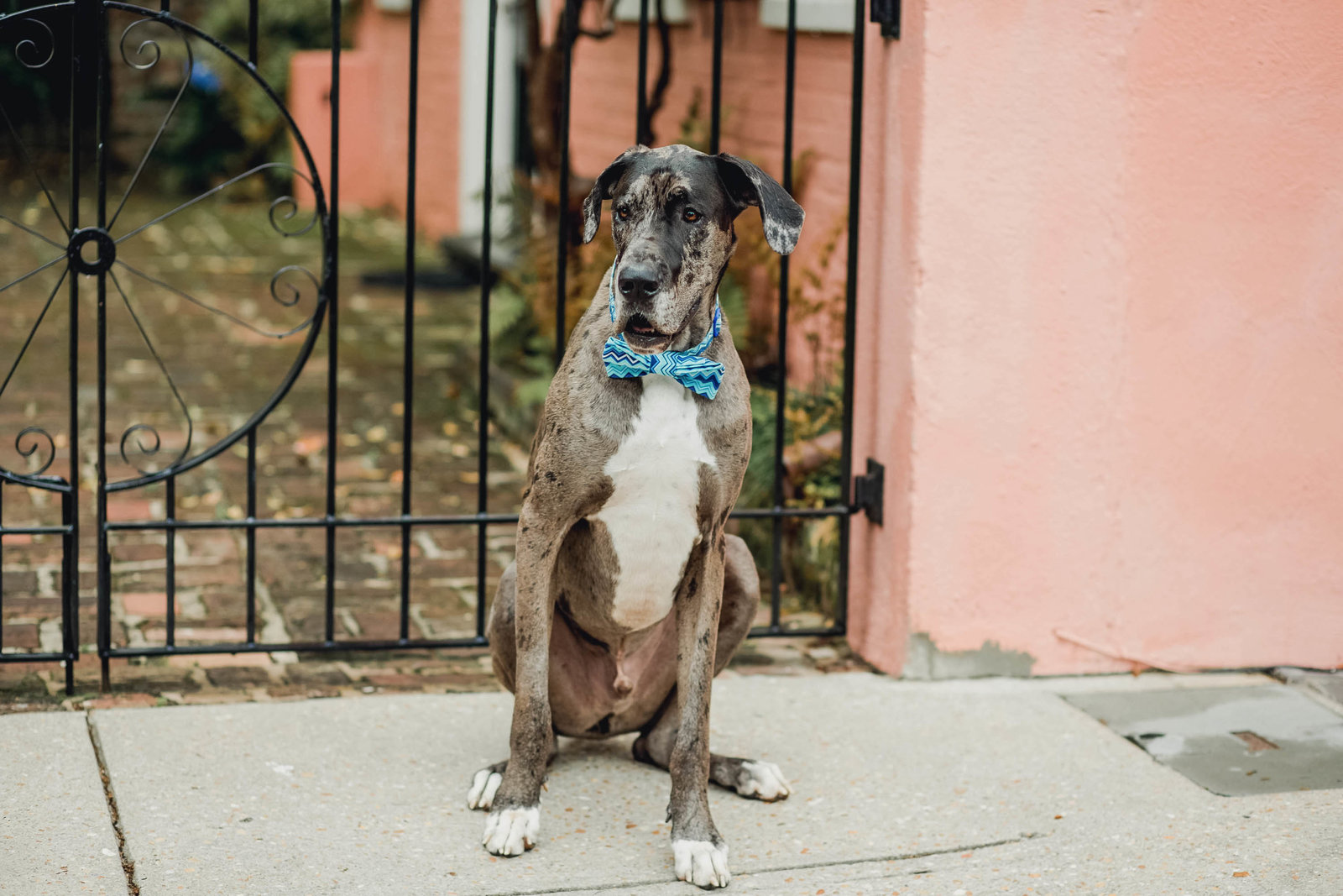 dog-lifestyle-fun-silly-portrait-candid-charleston-sc-kate-timbers-photography-10214