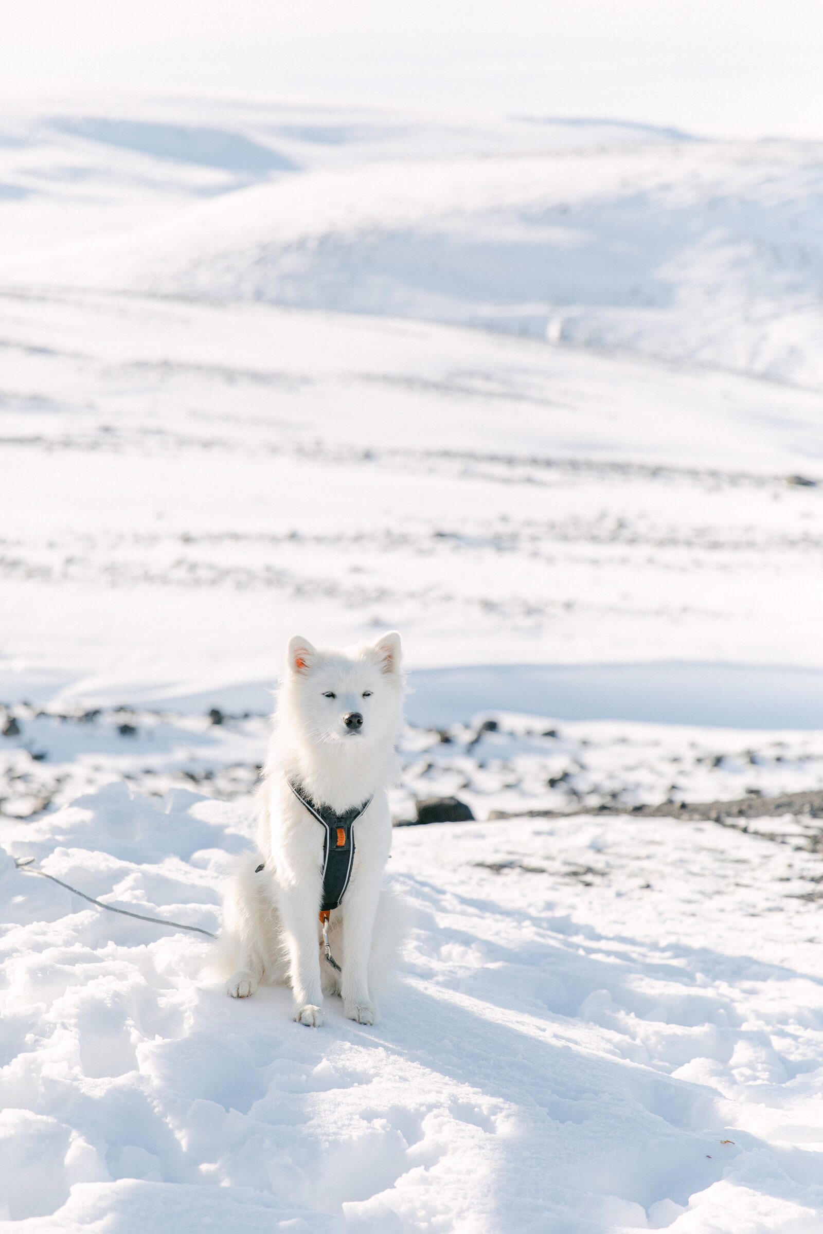 white fluffy dog sitting in snow in iceland on a glacier