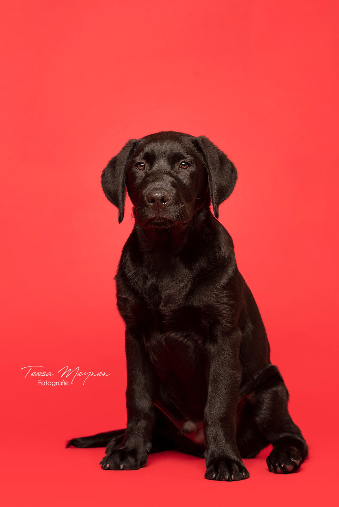 Zwarte labrador puppy op een rode achtergrond