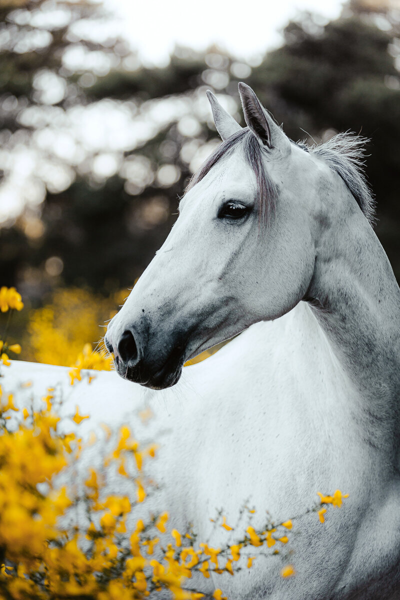 Paarden en honden fotografie Meppel-57