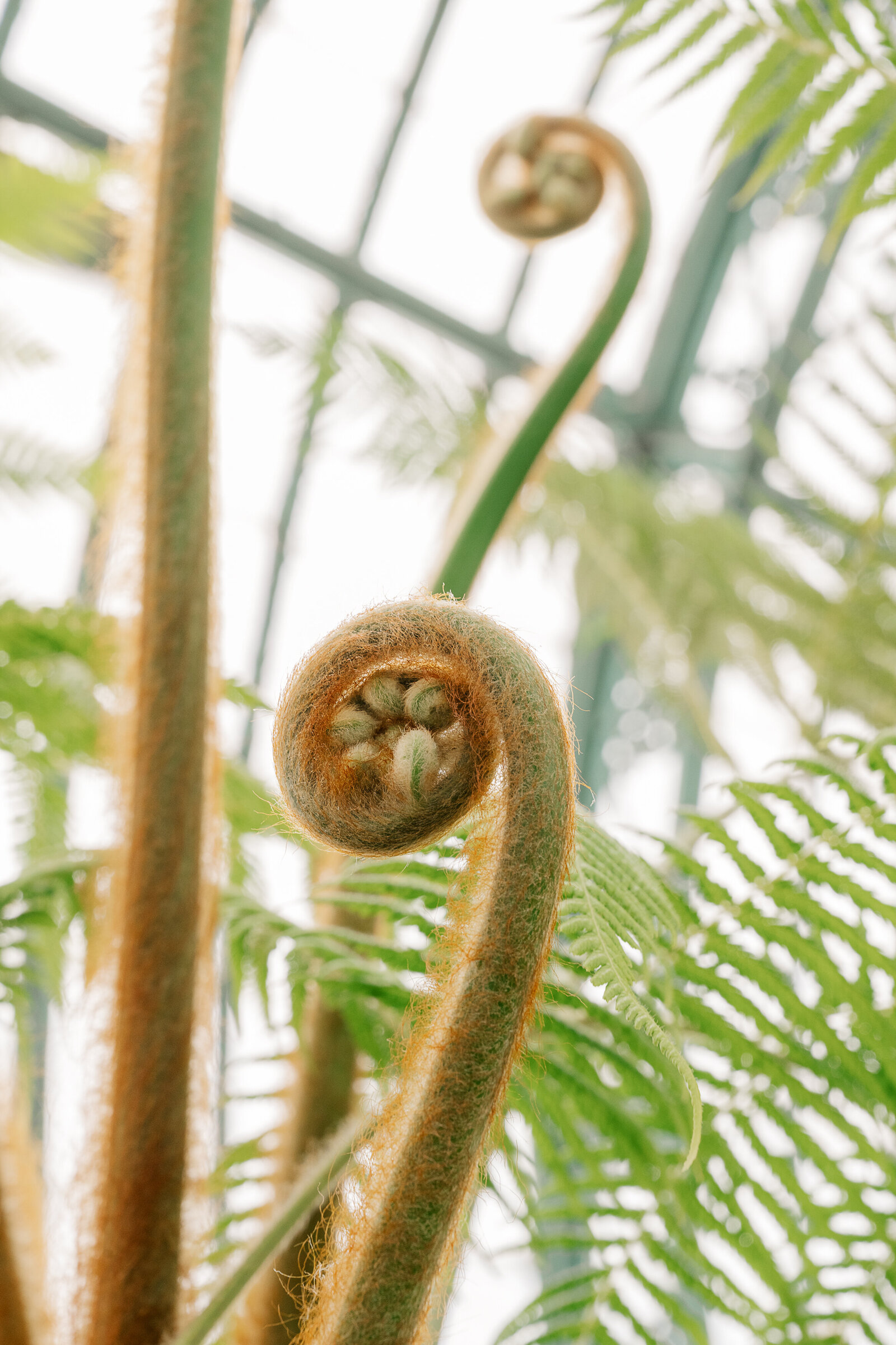 Fernheads grow in the Royal Greenhouses Laeken