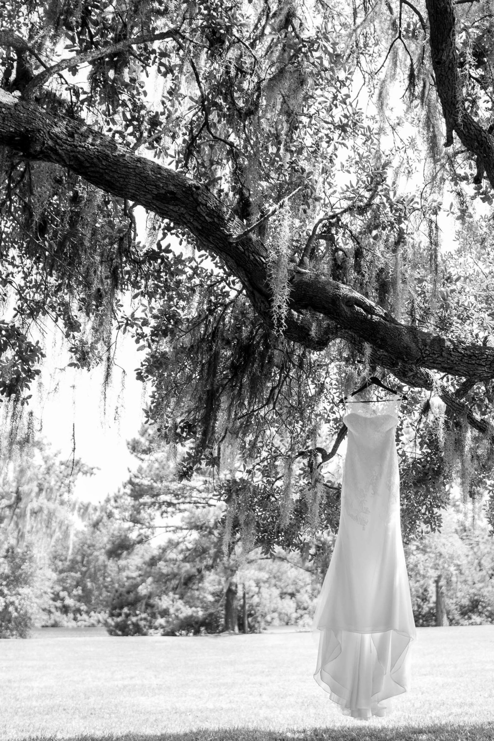 Wedding dress hangs from oak tree, Oakland Plantation, Mt Pleasant, South Carolina