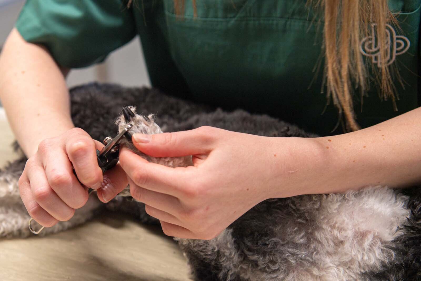 Nagels van hond trimmen: Dasivet Dierenartsen: dierenarts Laakdal voor kleine huisdieren