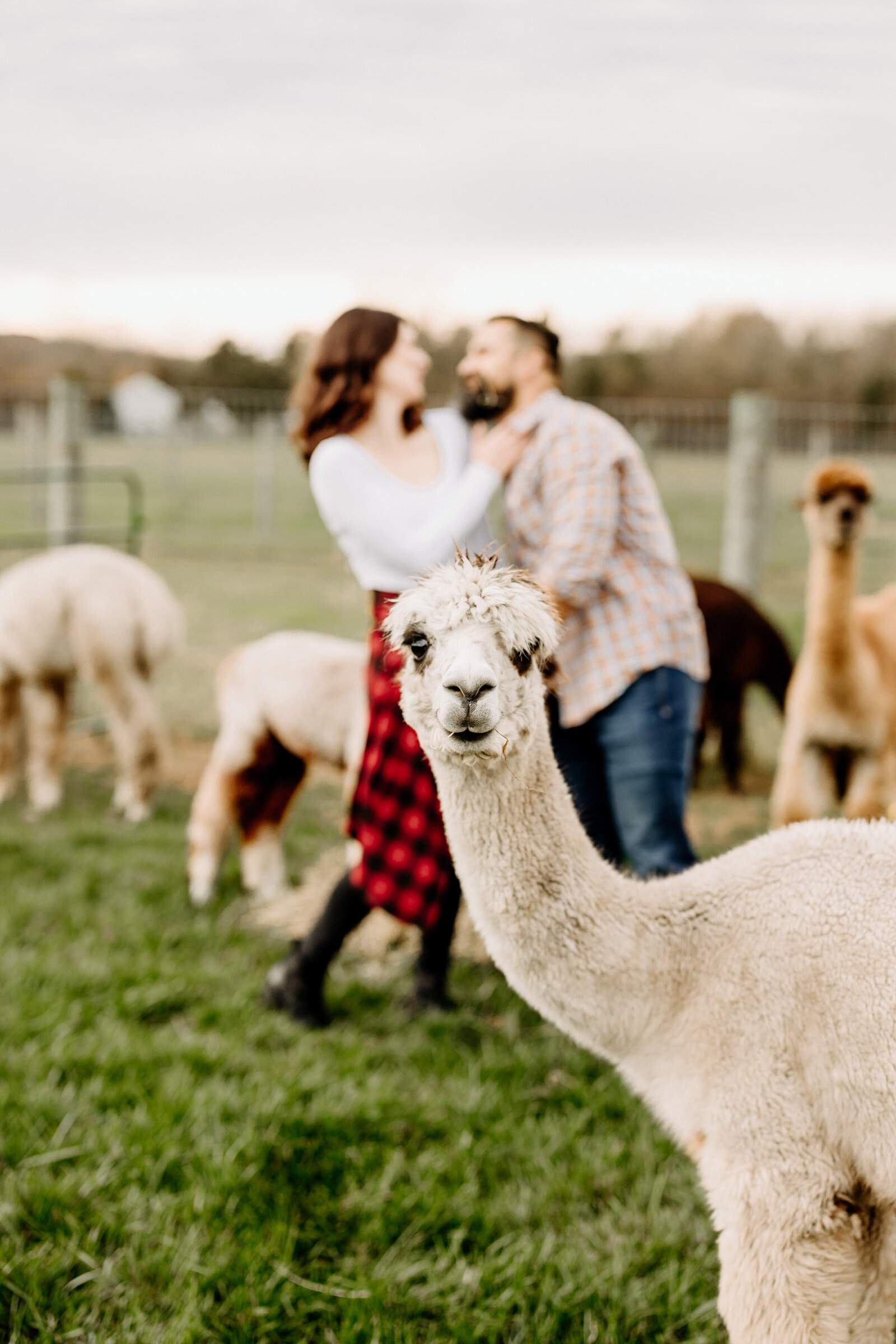 engaged couple alpaca farm