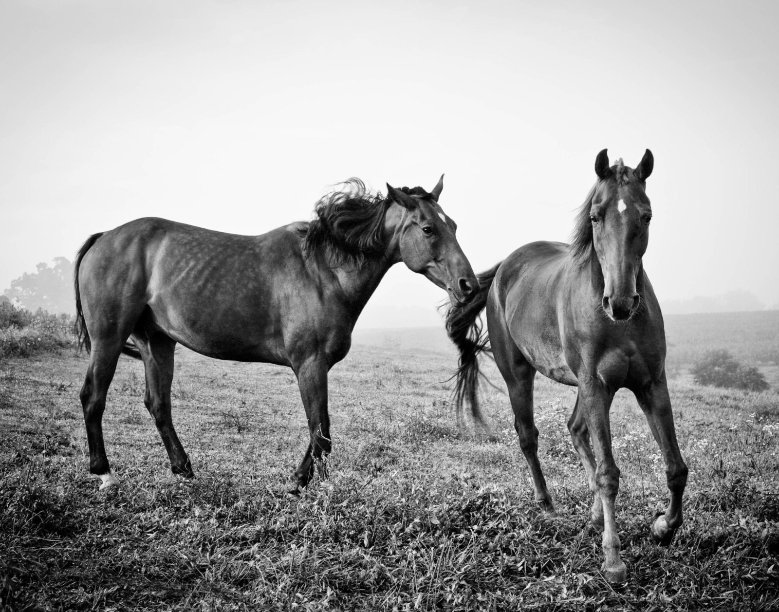 horse-run-pennsylvania-countryside-kate-timbers-photography-1143