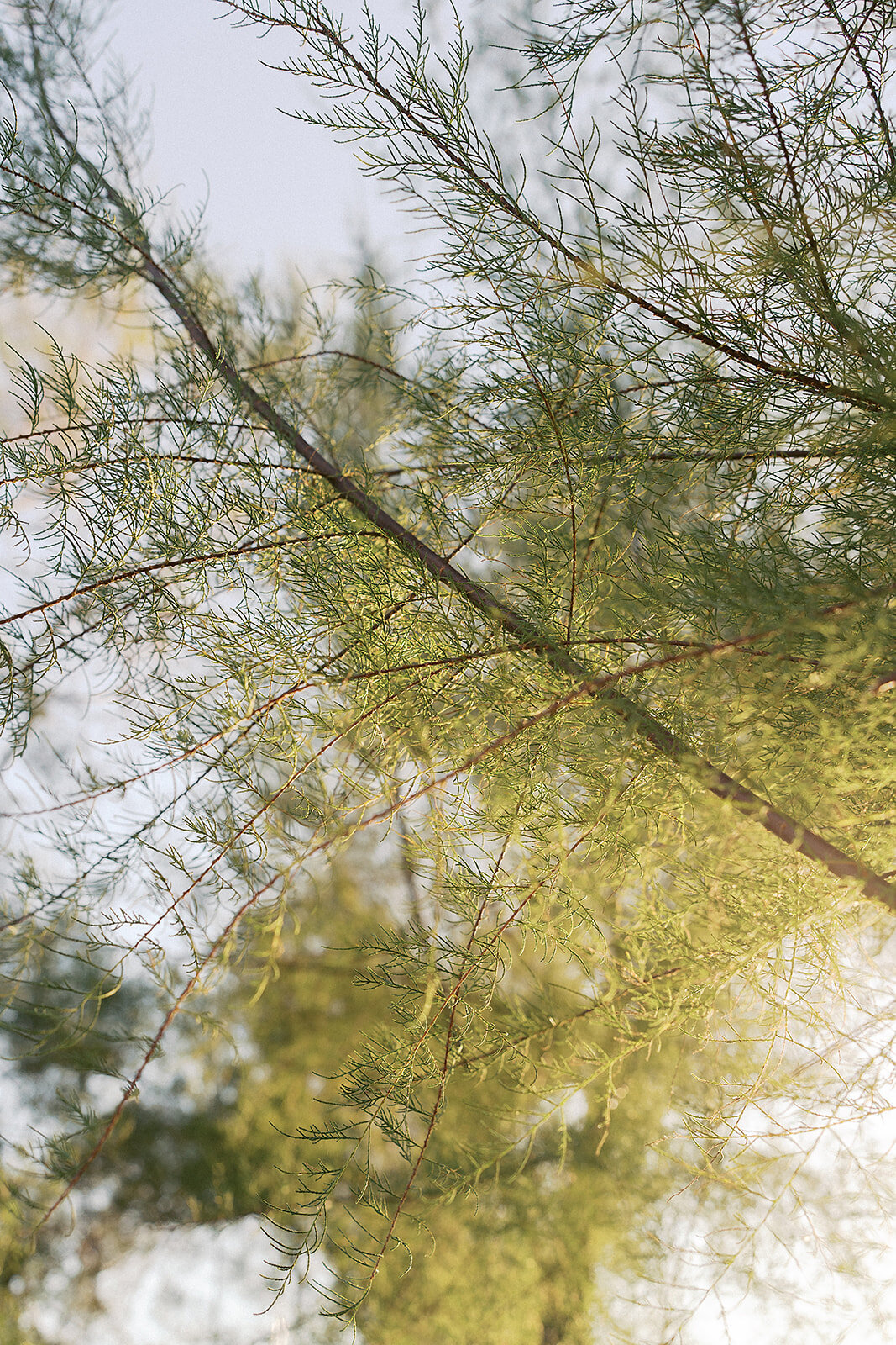 thistle_beck_-2