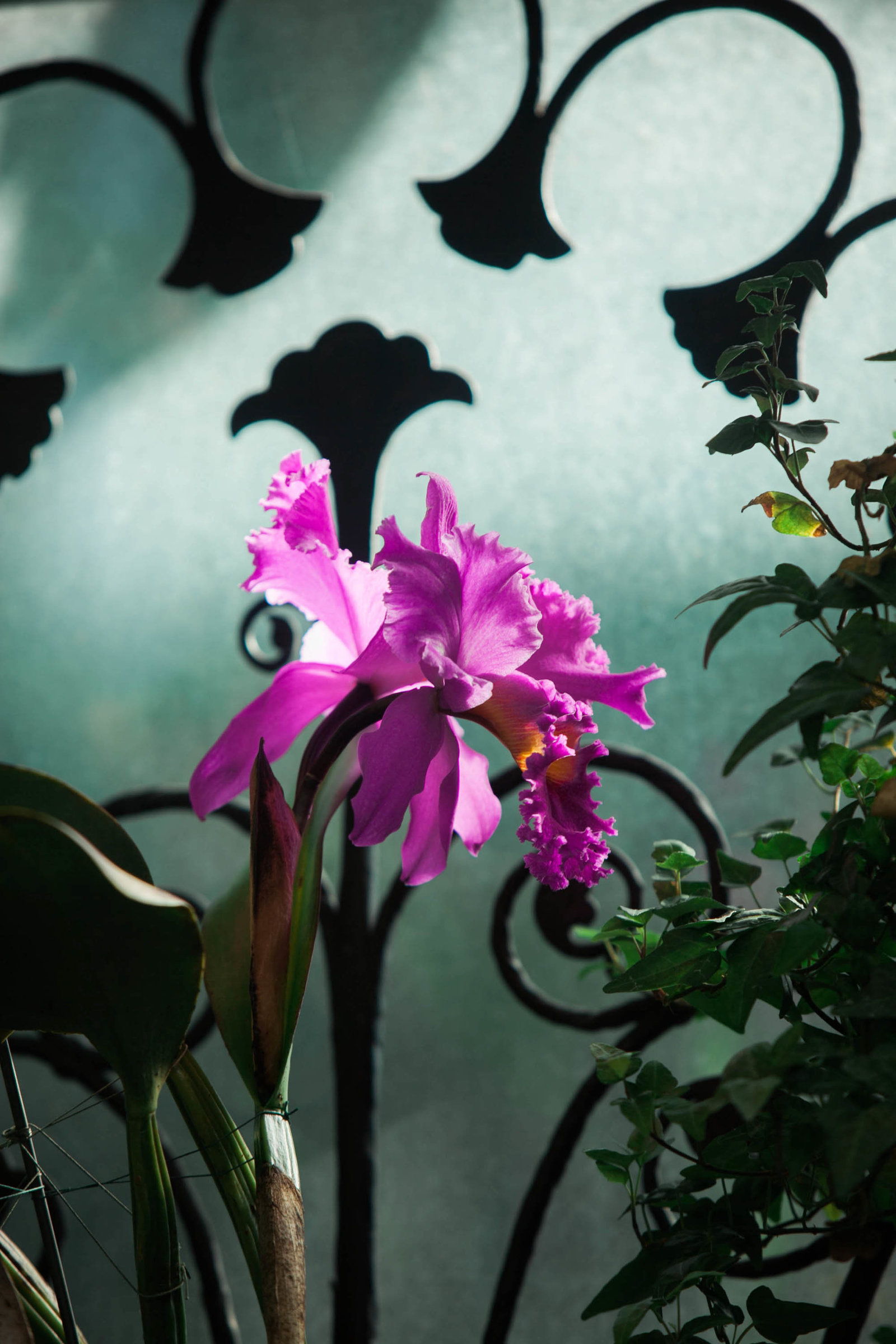 purple-orchid-flower-garden-pennsylvania-nature-kate-timbers-photography-1416
