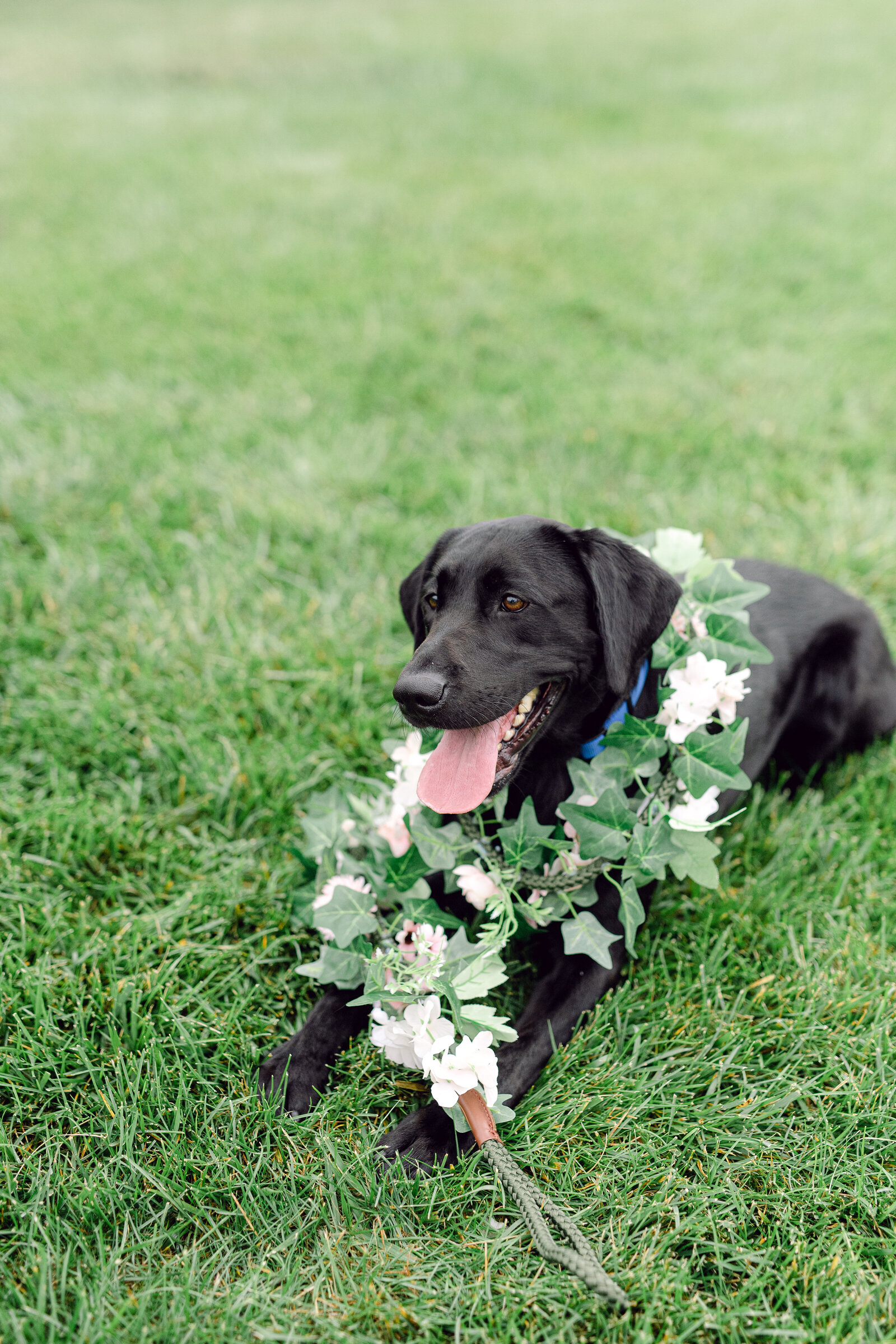 wedding_dog_5