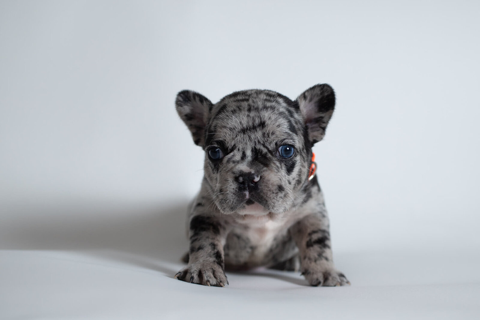 Merle French Bulldog puppy on white backdrop