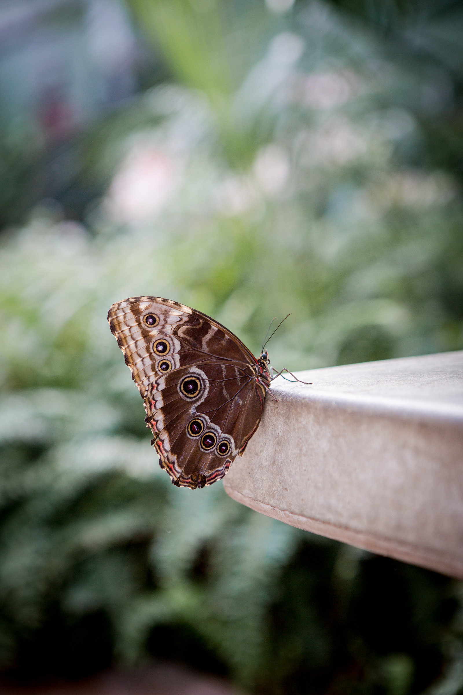 butterfly (143 of 210)