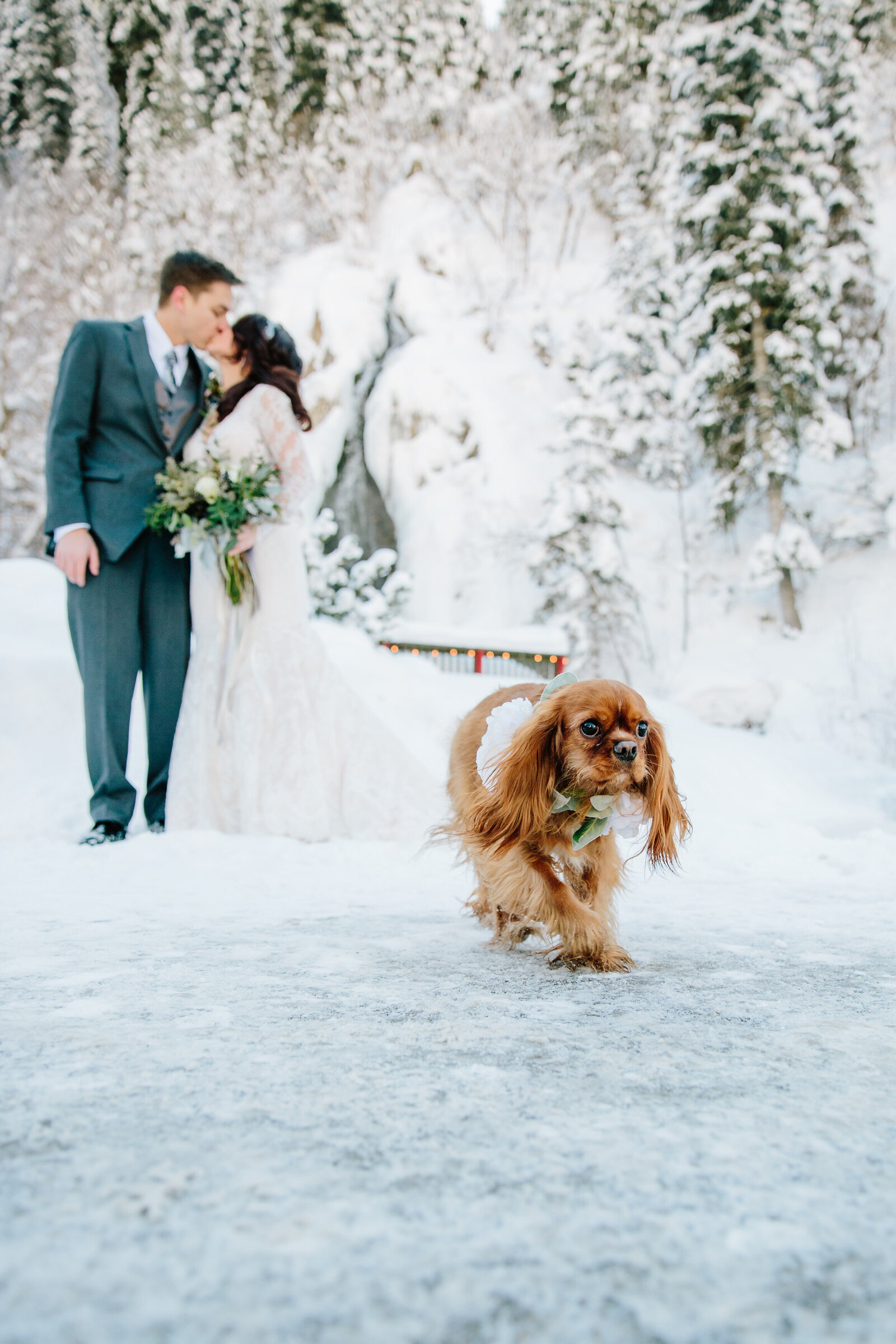 Jackson Hole photographers capture snow bridals with dog