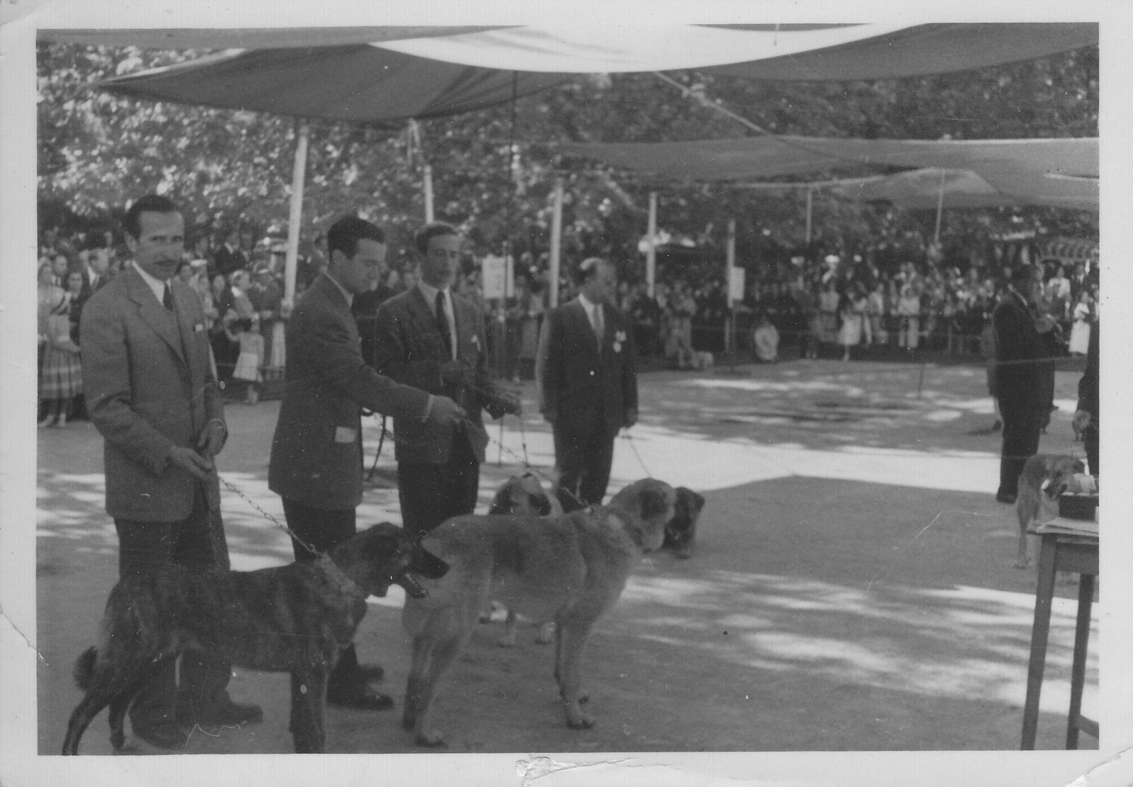 Ribeira Dog Exhibition of Estrela Mountain Dogs year 1952.