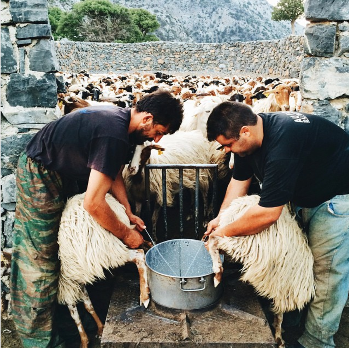 Chelsea Loren captured two rustic sheep farmers on island of Crete, Greece while milking sheep