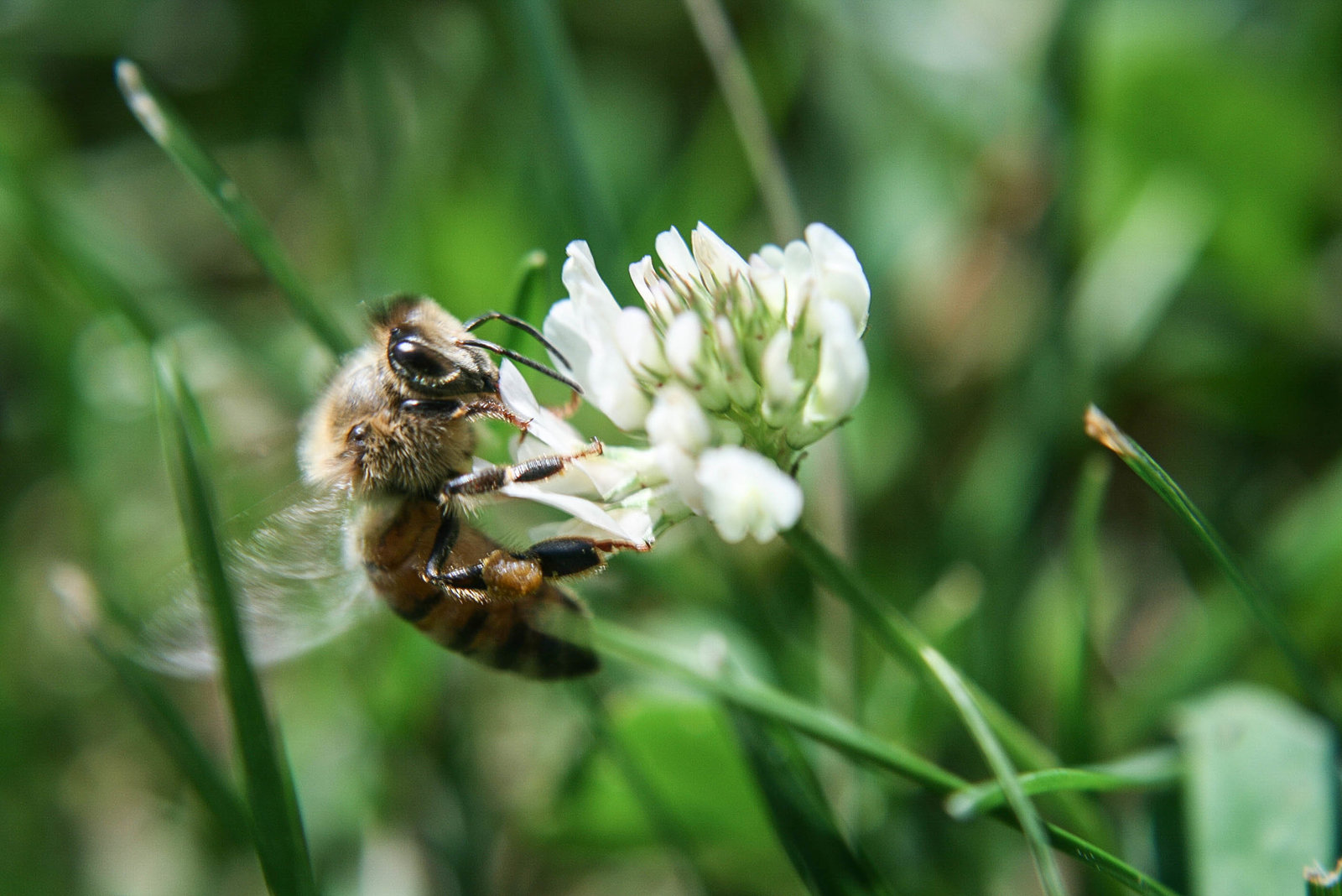 white-clover-flower-bee-park-kate-timbers-photography-982