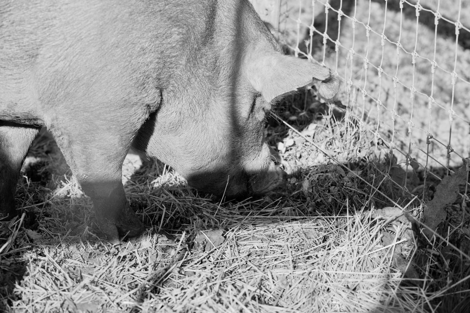 pig-hay-wyebrook-farm-honey-brook-pennsylvania-kate-timbers-photography-2148