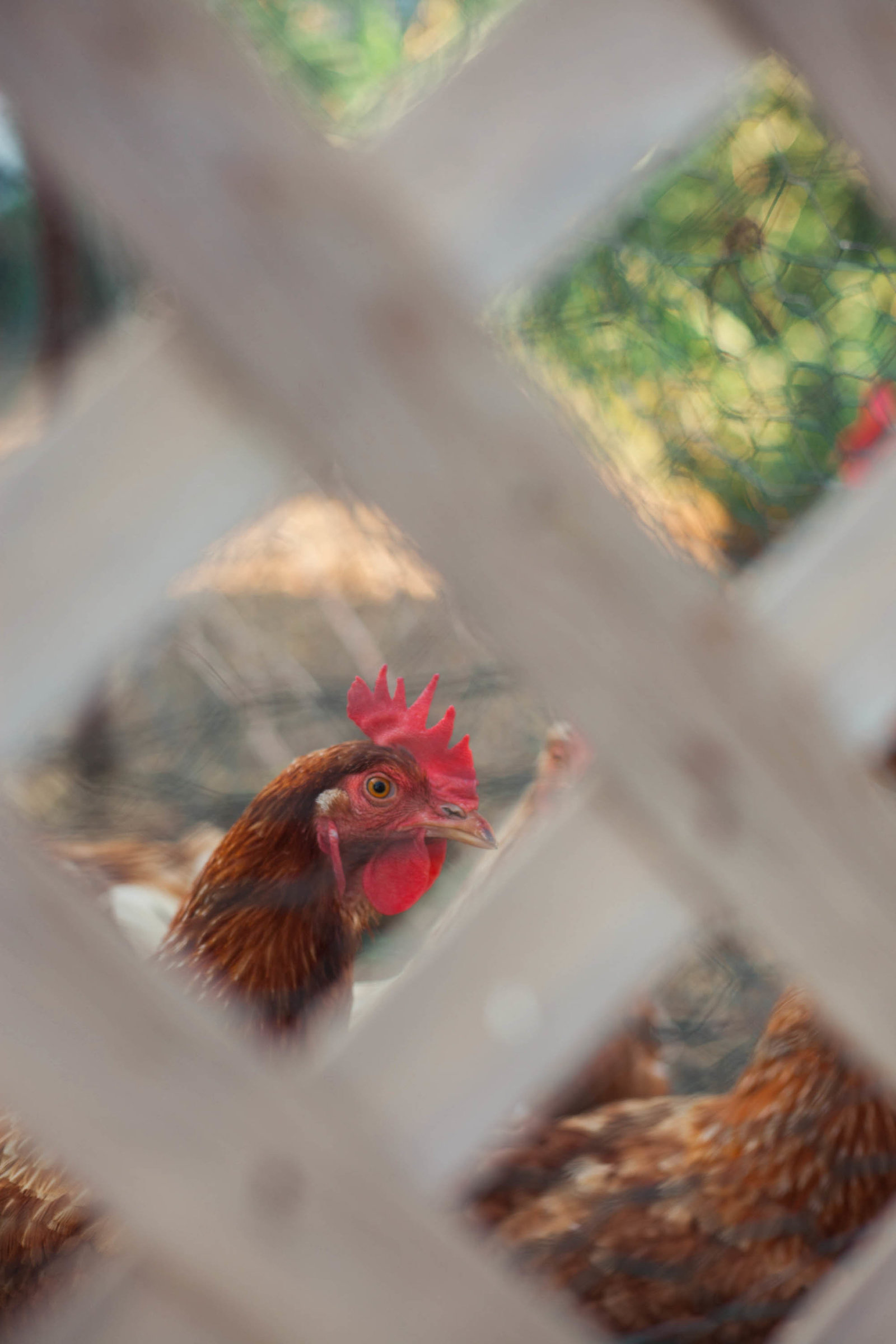 chicken-wisconsin-farm-country-nature-kate-timbers-photography-2202