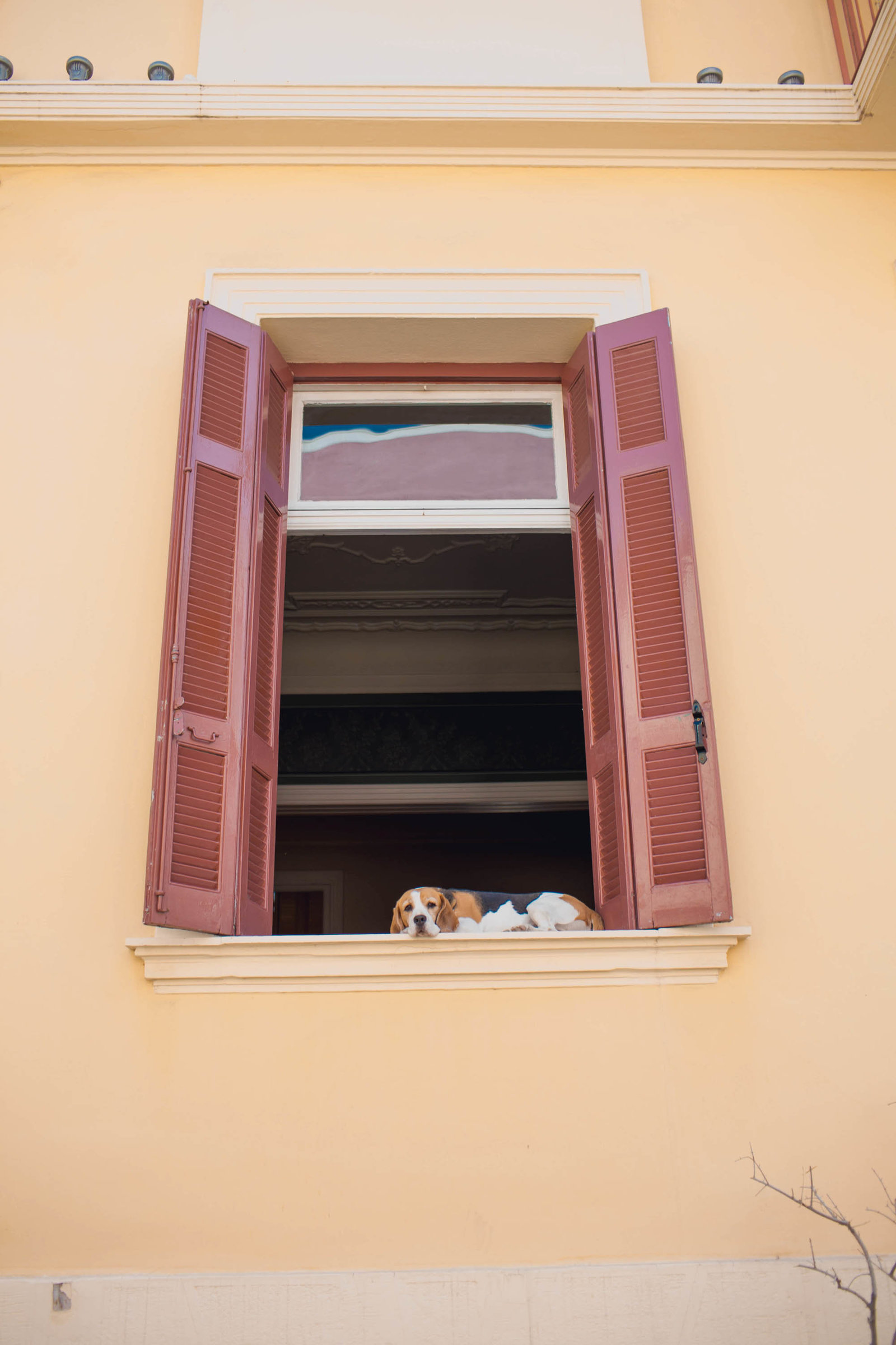 dog-window-athens-greece-travel-kate-timbers-photography-878
