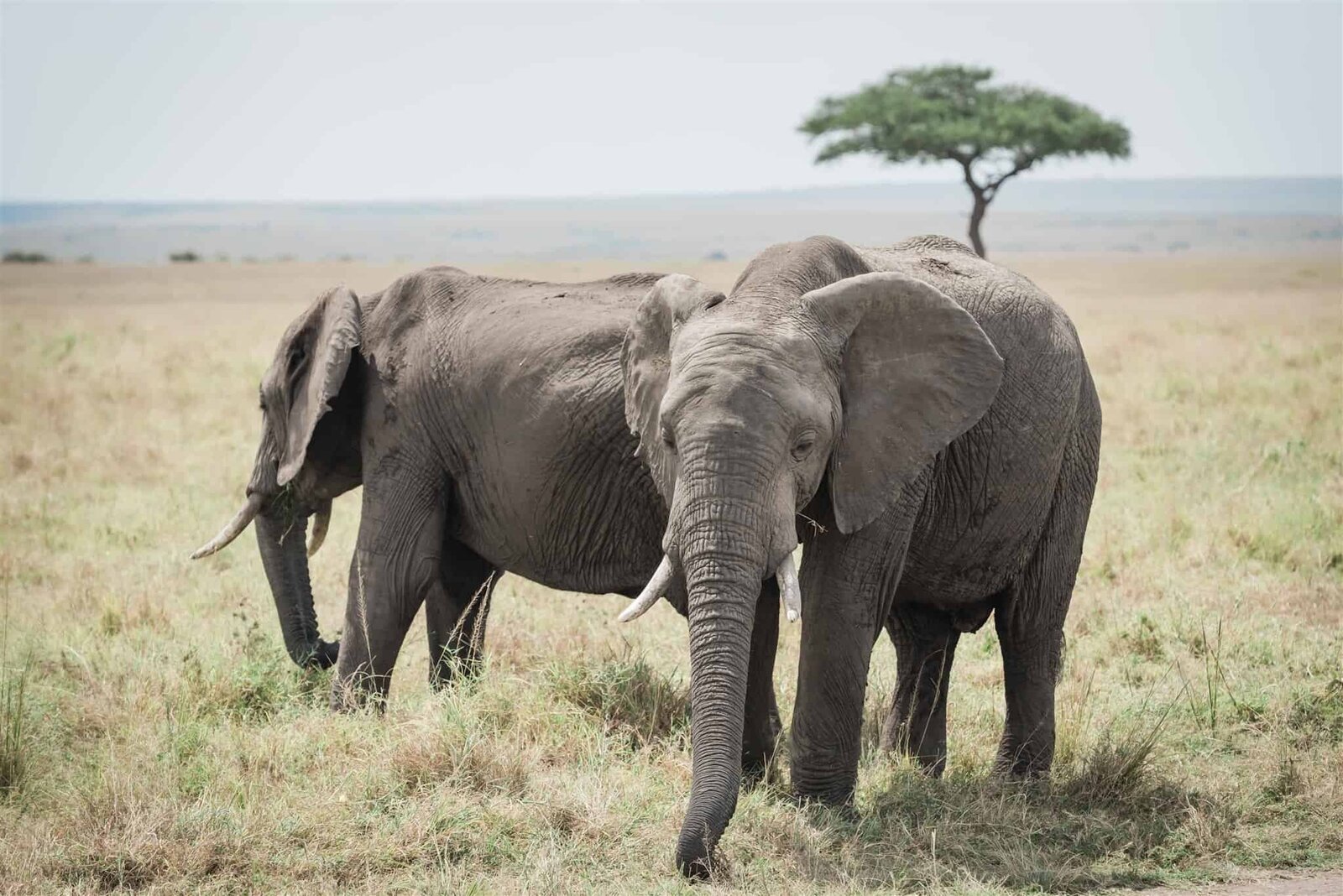 Masai-Mara-Top-Destination-elopement-photographer-for-luxury-multi-day-weddings-Soul-And-Sky-Weddings-44