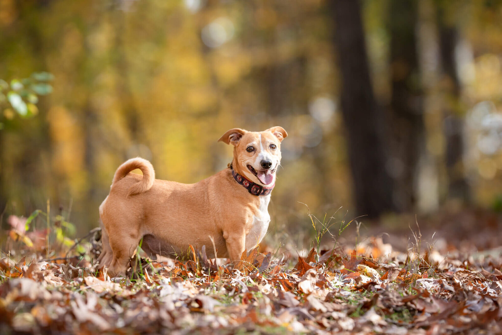 Fall photos of Tan and white mixed breed rescue pup smiling