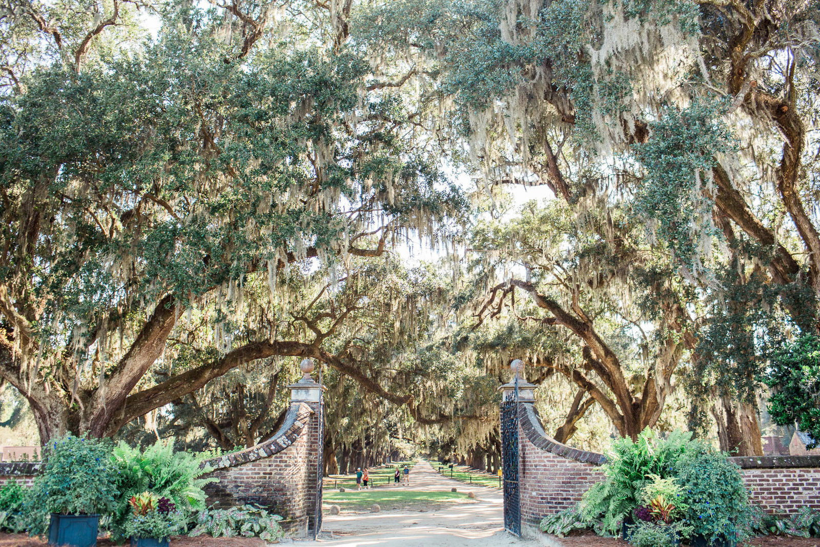 Gate opens to the avenue of oaks, Boone Hall Plantation, Charleston Wedding Photographer.