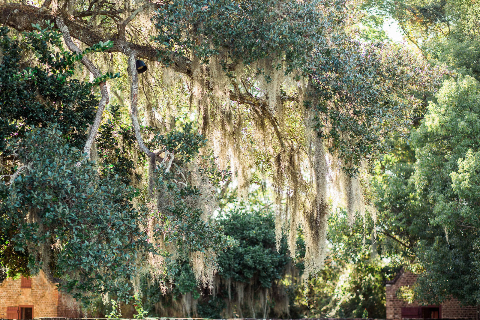 Sun shines through spanish moss, Boone Hall Plantation, Charleston, South Carolina