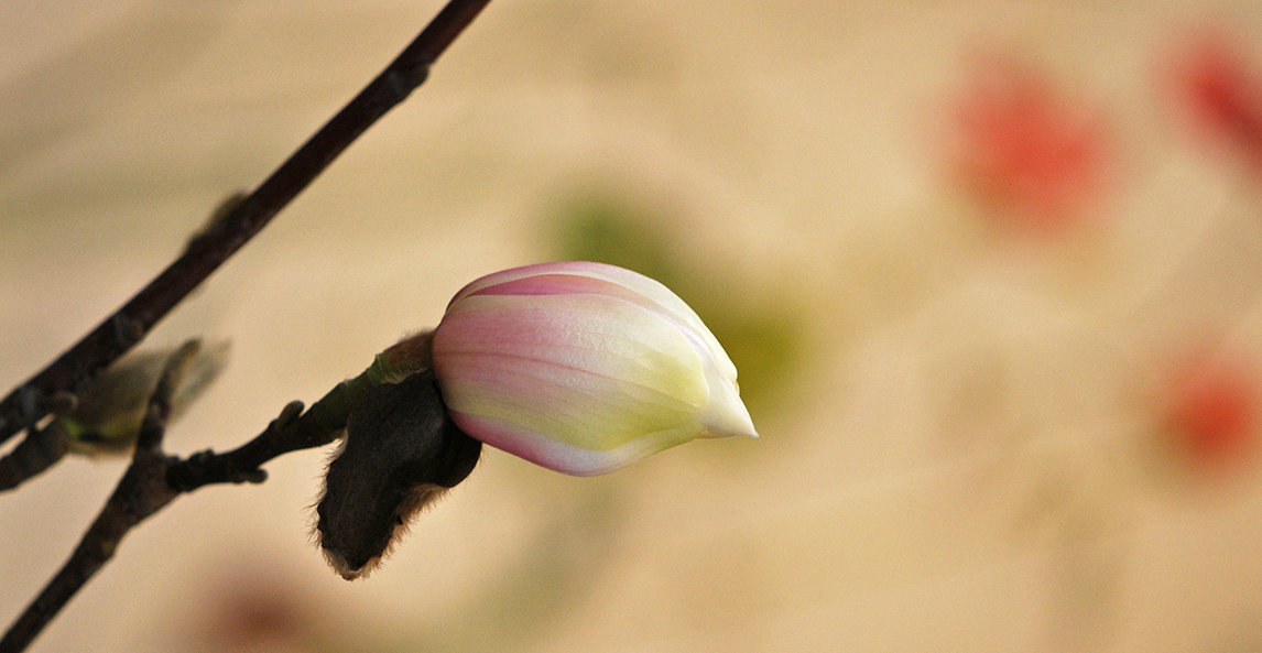 magnolia banner