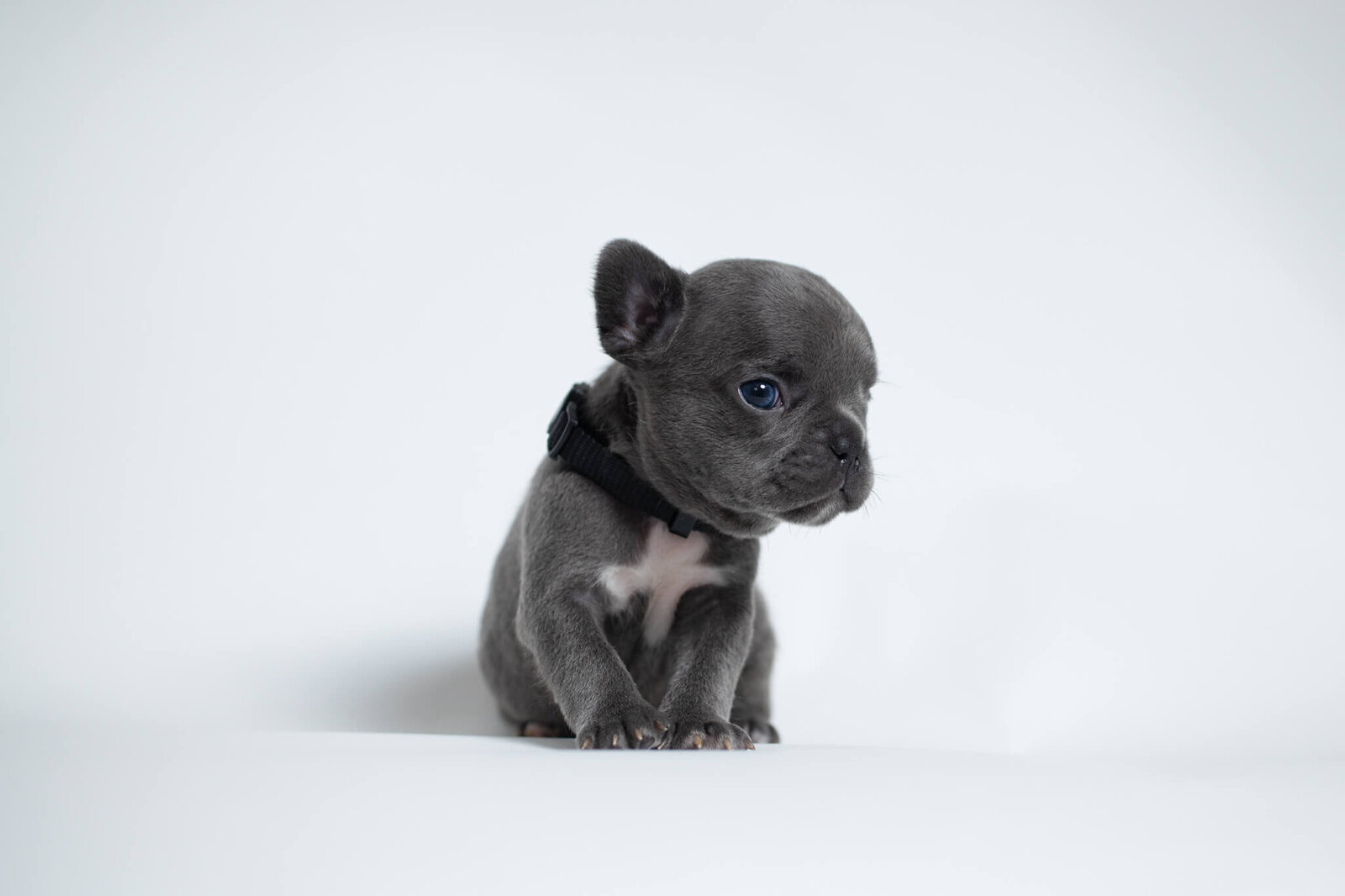 Gray French Bulldog looking right on  a studio backdrop in a breeder's home