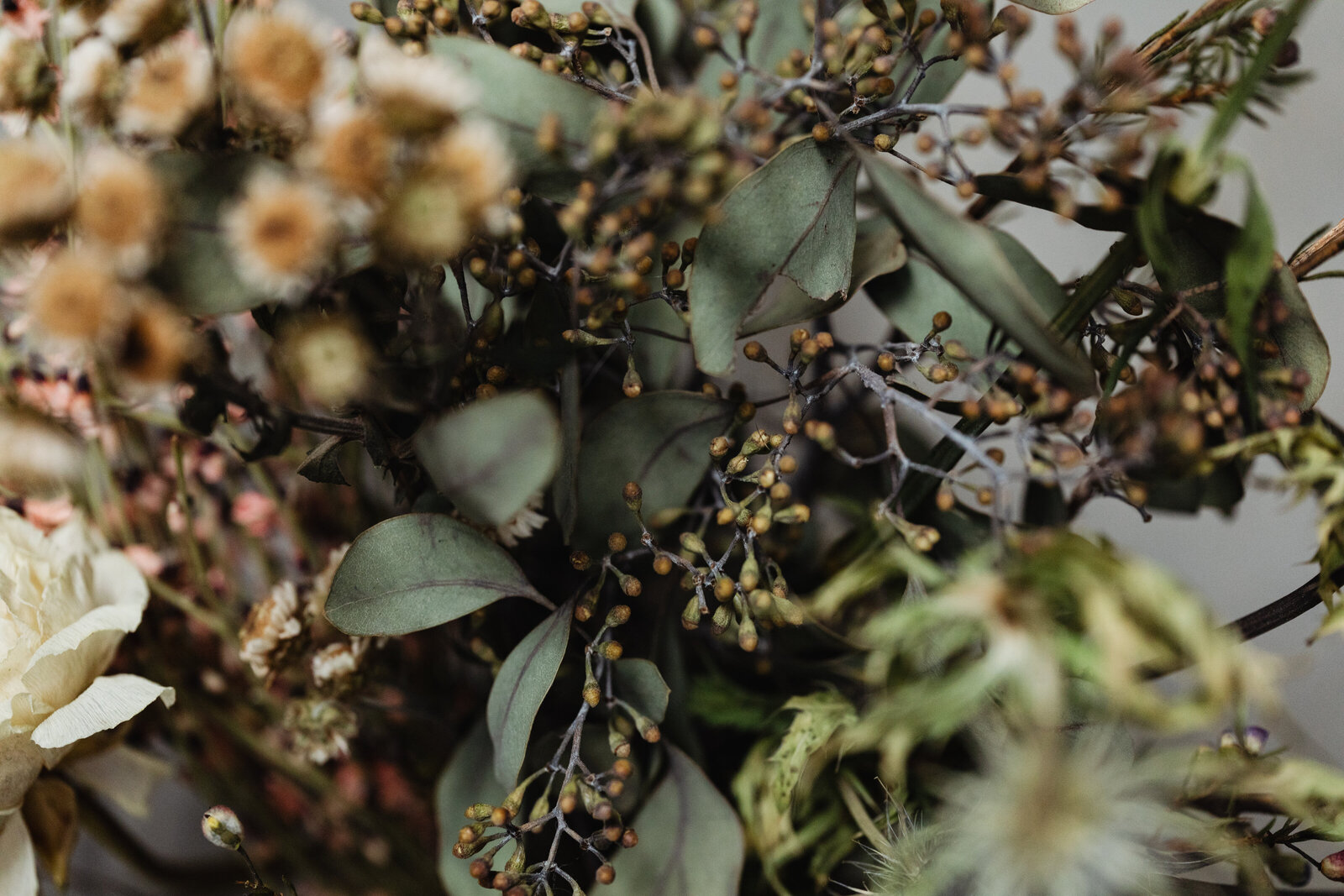 kaboompics_Dried flowers and grasses