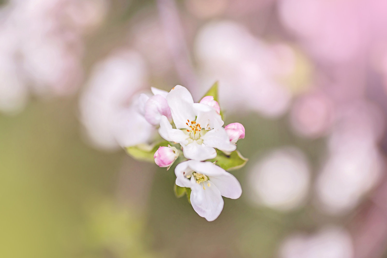 Oregon Blossom