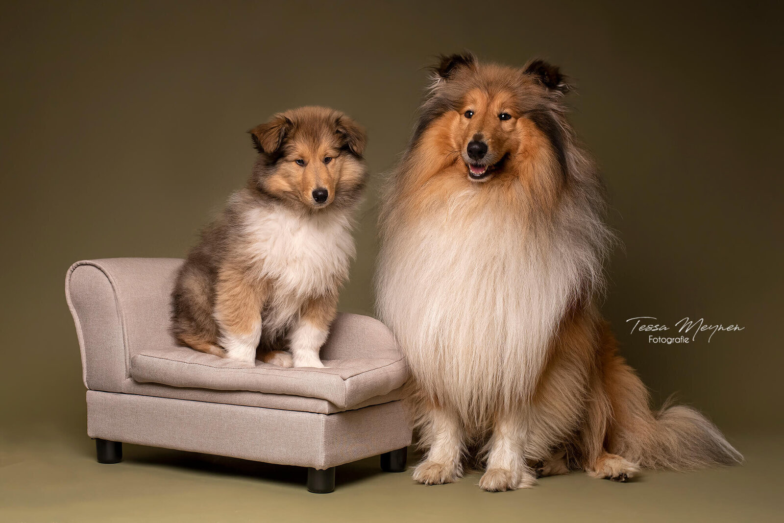 2 Schotse collie's: papa en zoon als puppy