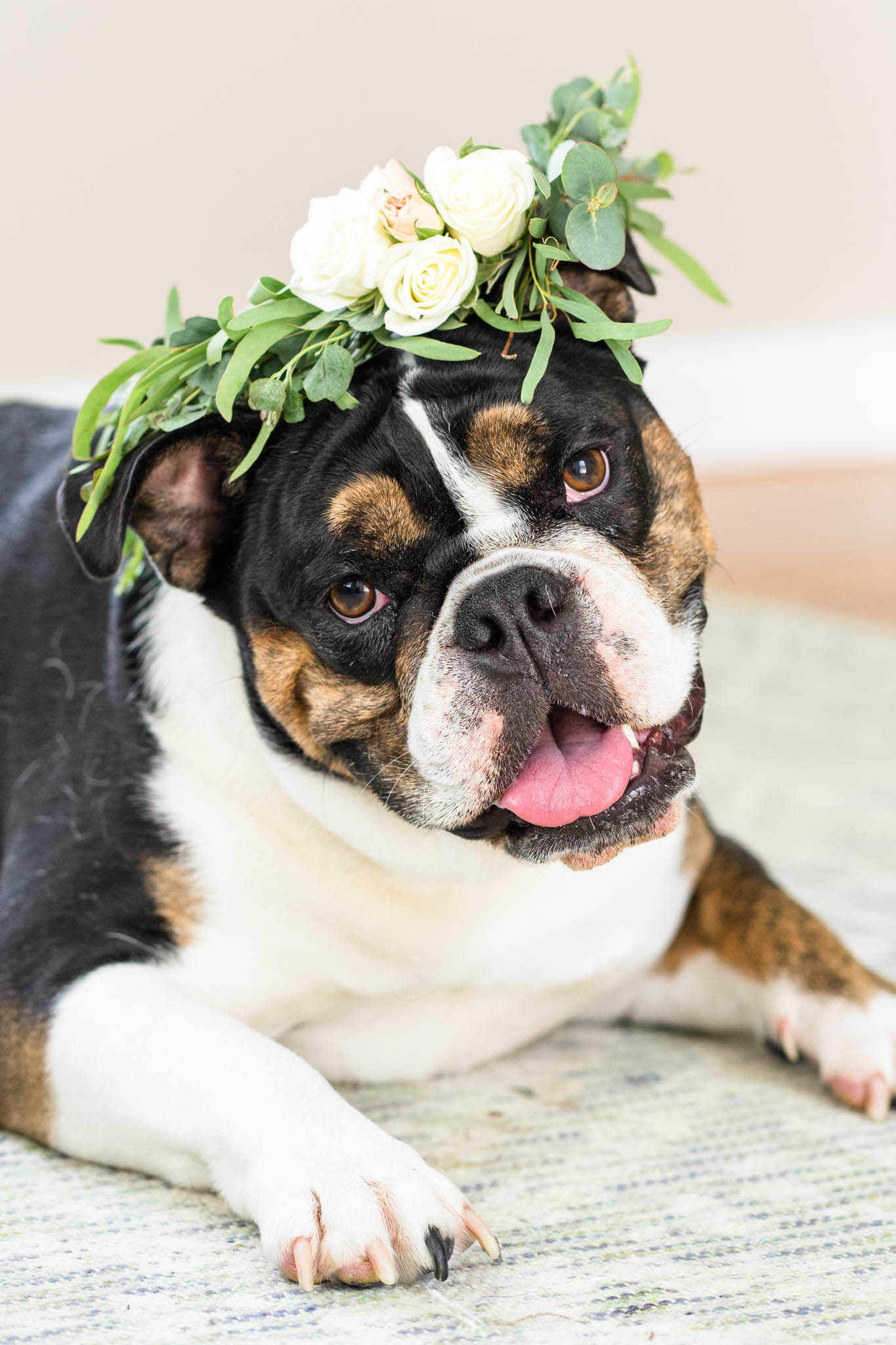 Cute bulldog with white flower crown