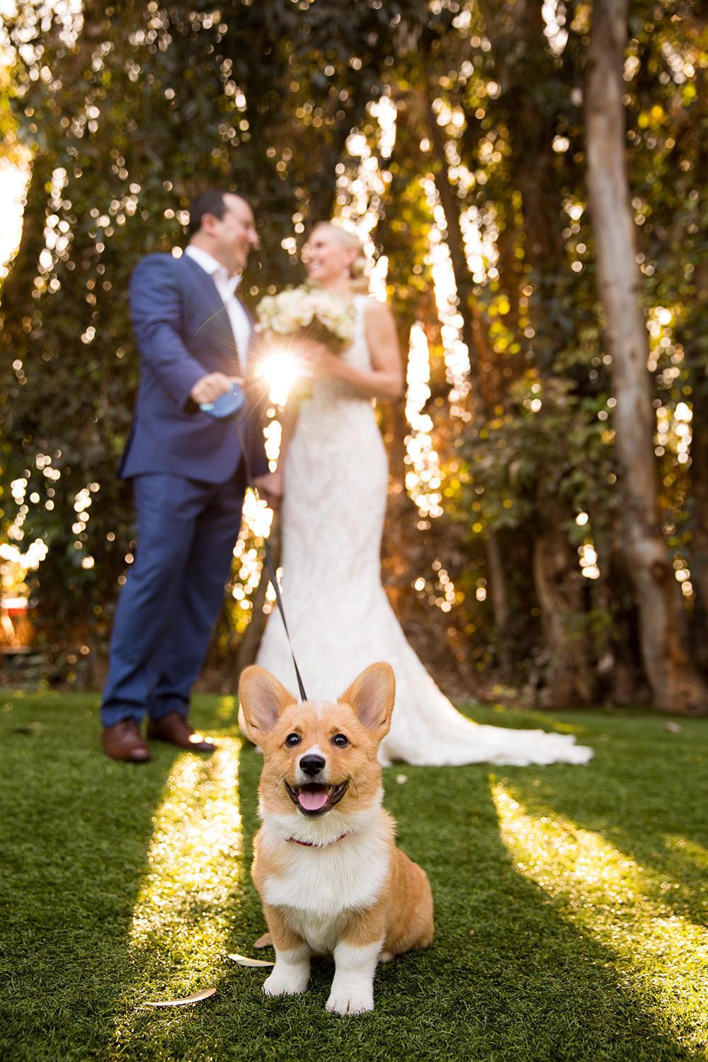 The cutest corgi you will ever see at a wedding