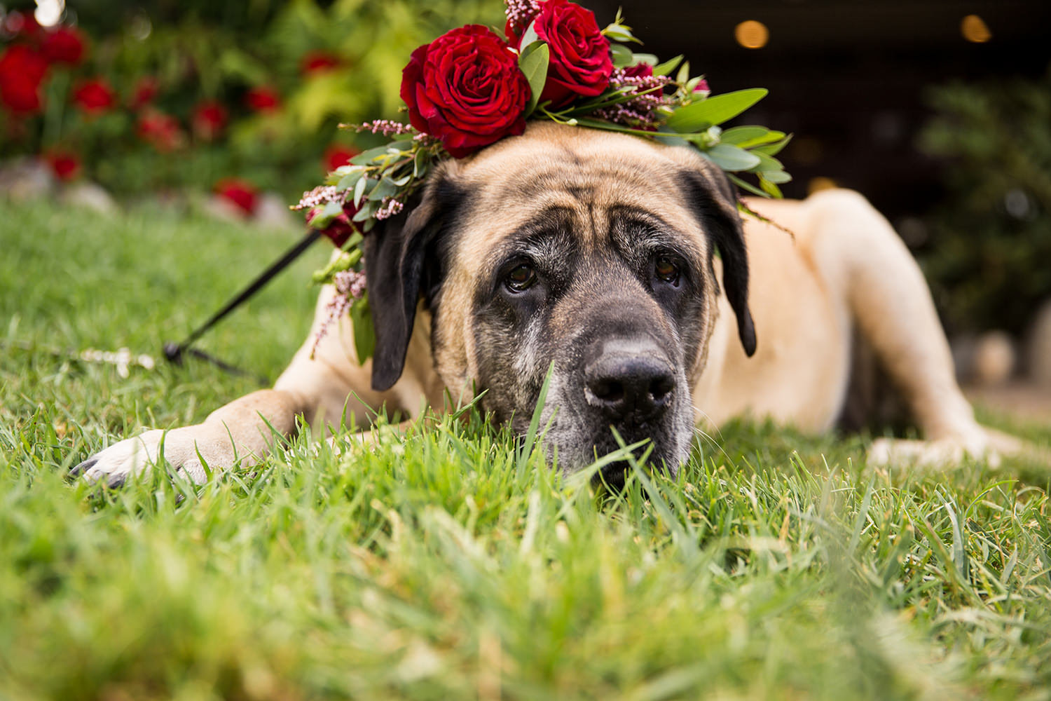 cute dog with flower color