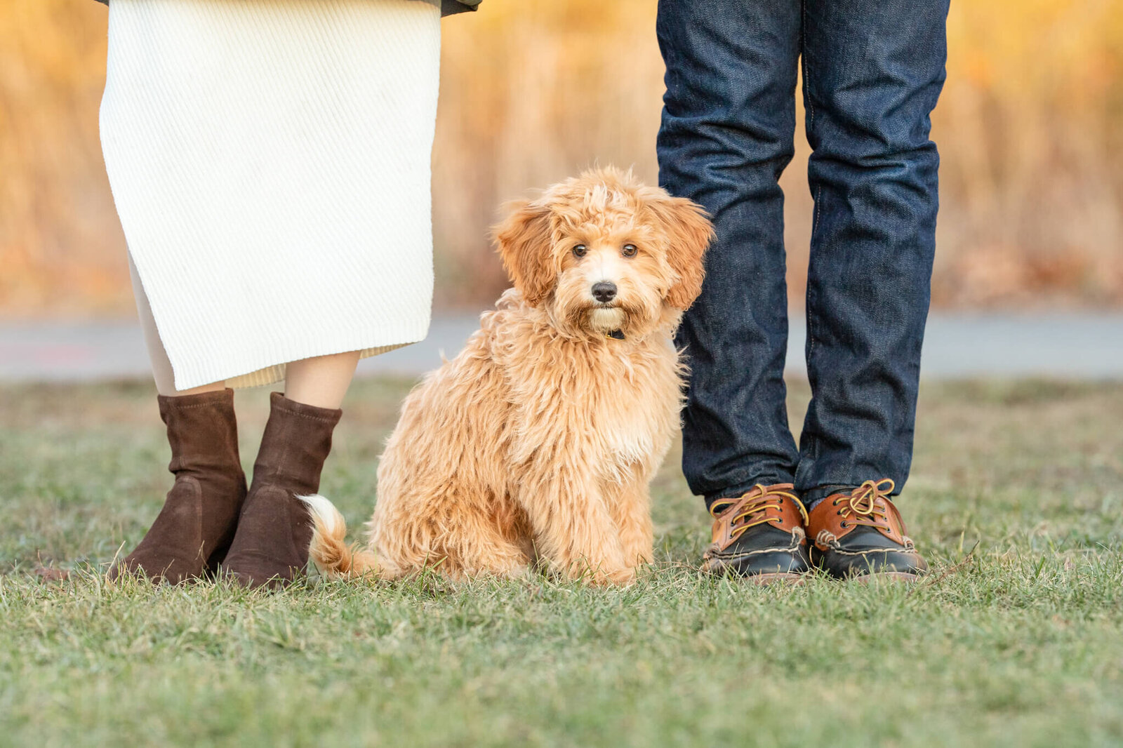 Golden Doodle puppy sitting between Mom and Dad's feet