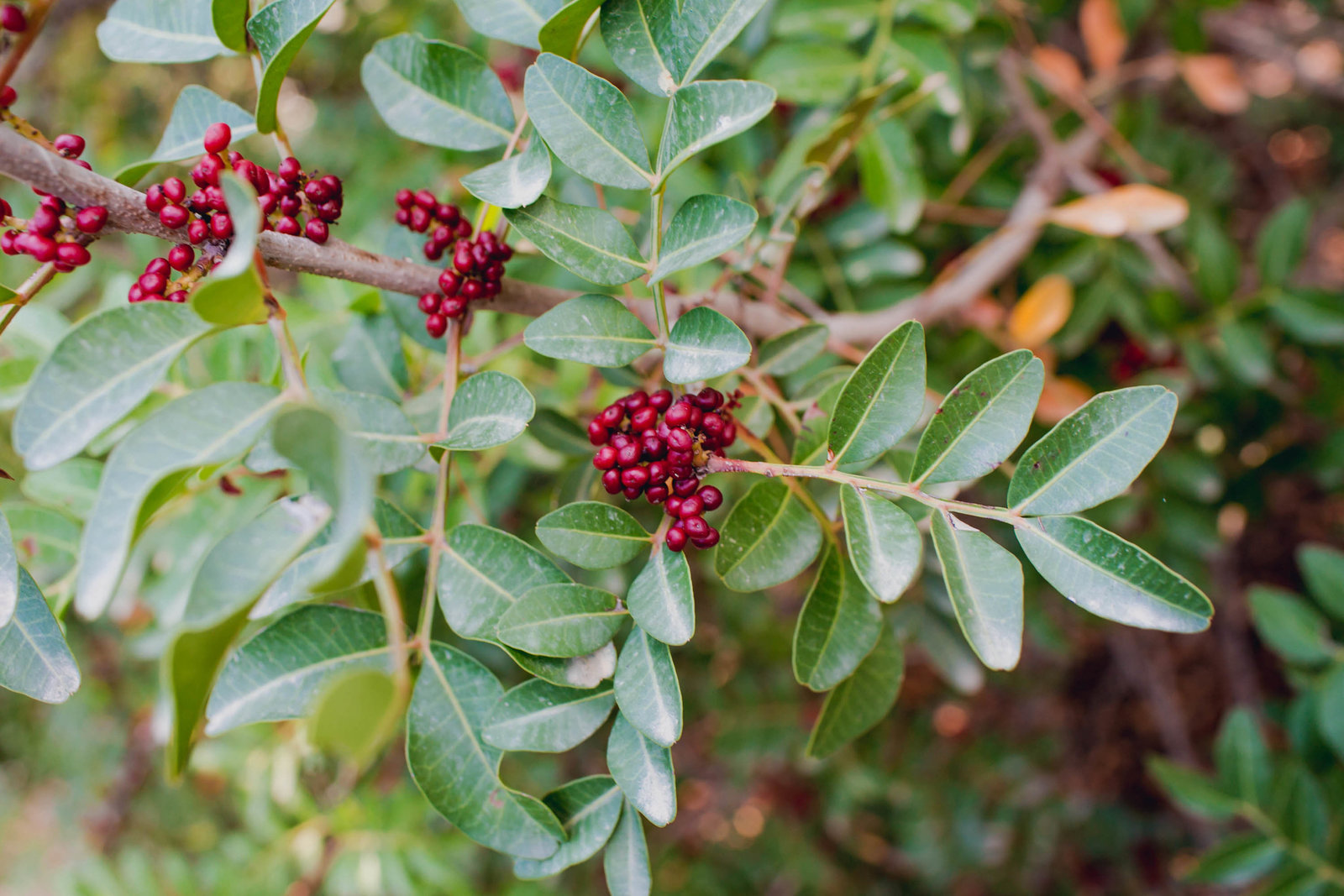 wild-red-berry-athens-greece-travel-kate-timbers-photography-871