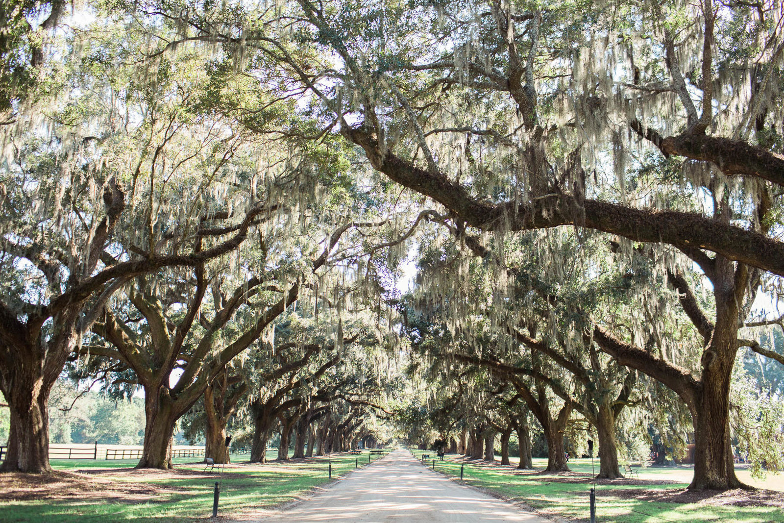Avenue of Oaks will be where ceremony will be, Boone Hall Plantation, Charleston Wedding Photography.