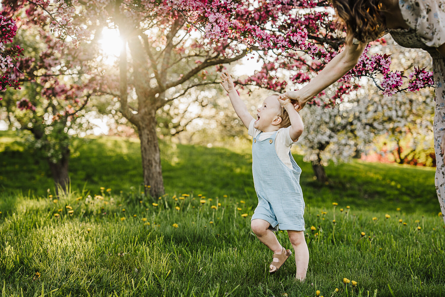 toddler boy laughs and reaches for tree blossoms