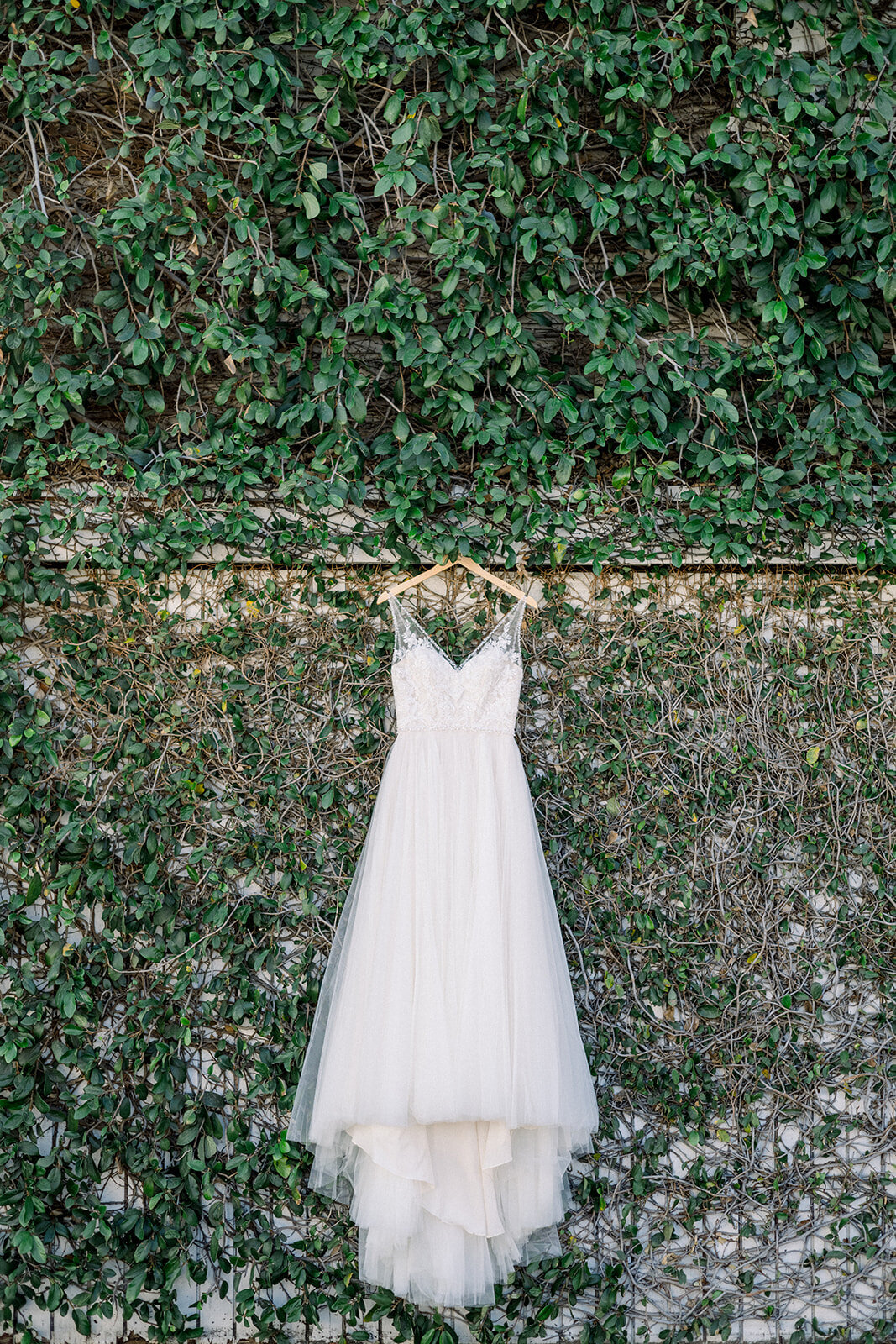 Wedding dress on vine wall at Vizcaya in Sacramento, CA