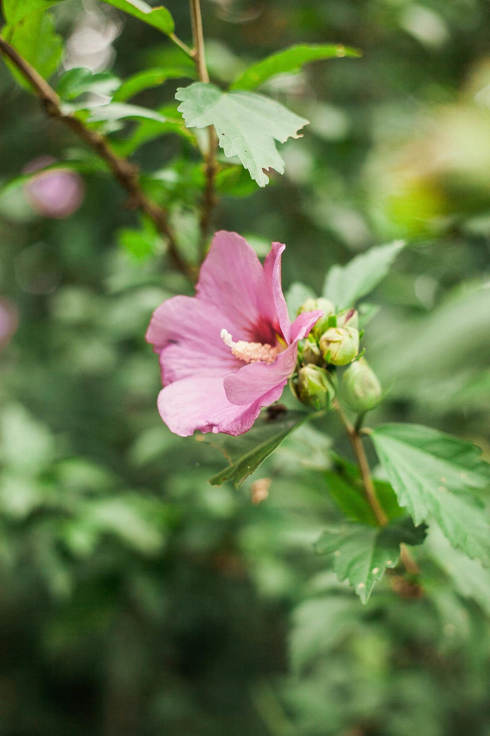 pink-flower-pennsylvania-countryside-kate-timbers-photography-1133