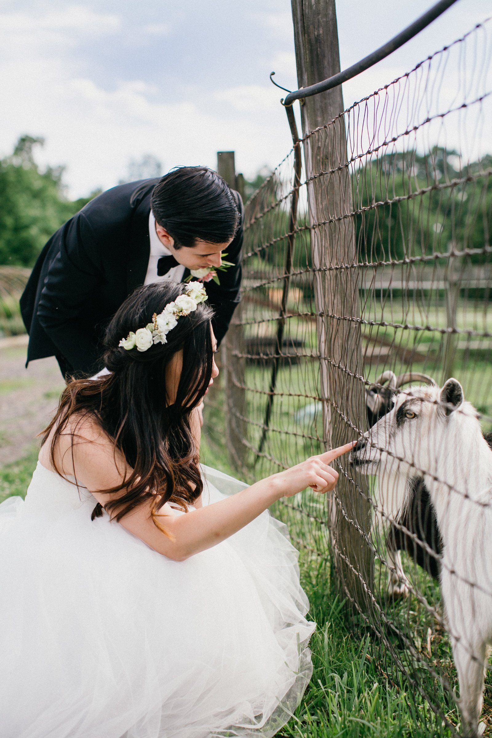 Bride and groom having fun with the Fernbrook farm animals.