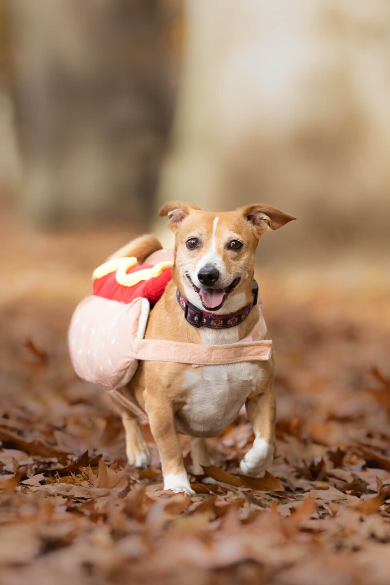 Smiling Tan and white mixed breed rescue pup walking towards Boston dog photographer wearing his hotdog costume