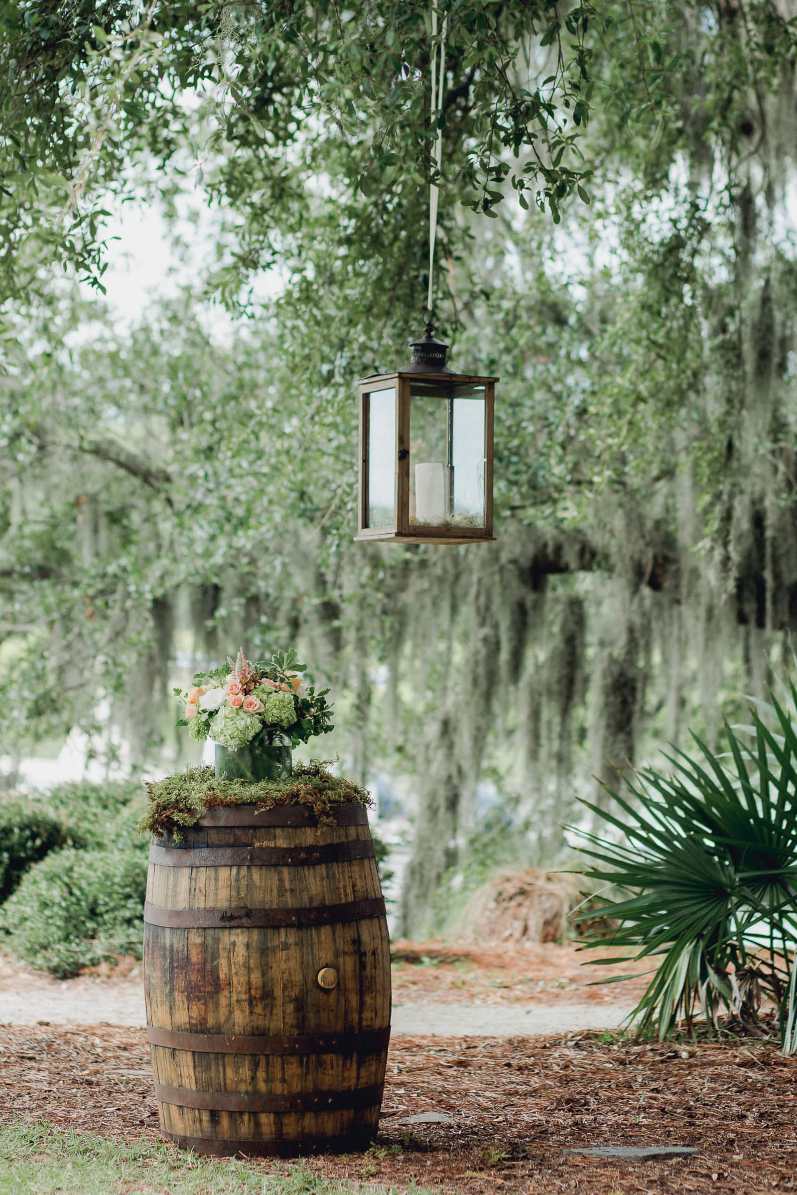 Lanterns hang from tree, Creek Club at I'on, Charleston, South Carolina