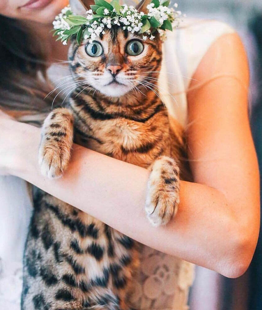 cat-at-wedding