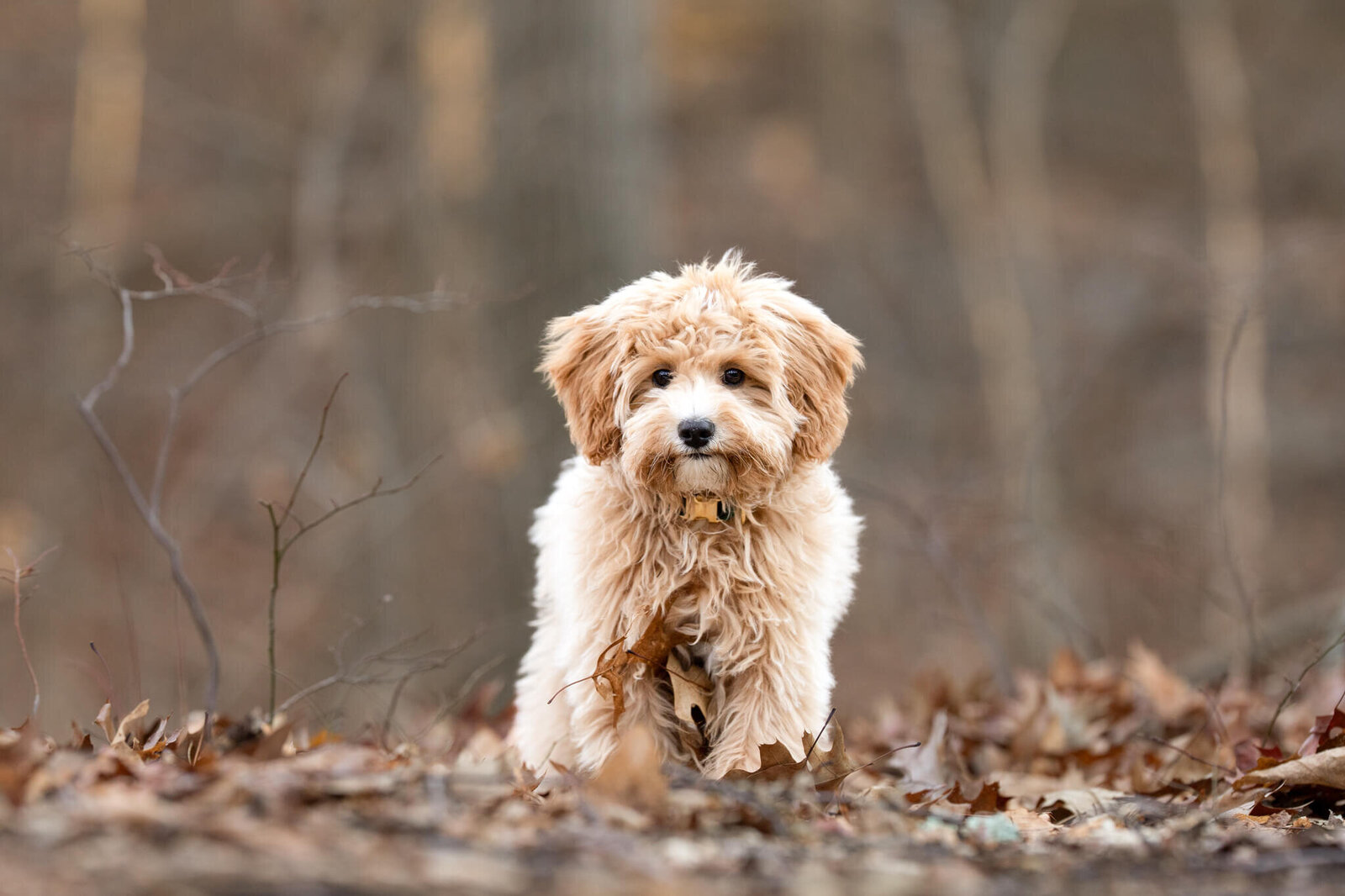 Golden Doodle puppy posing for his Boston pet photographer