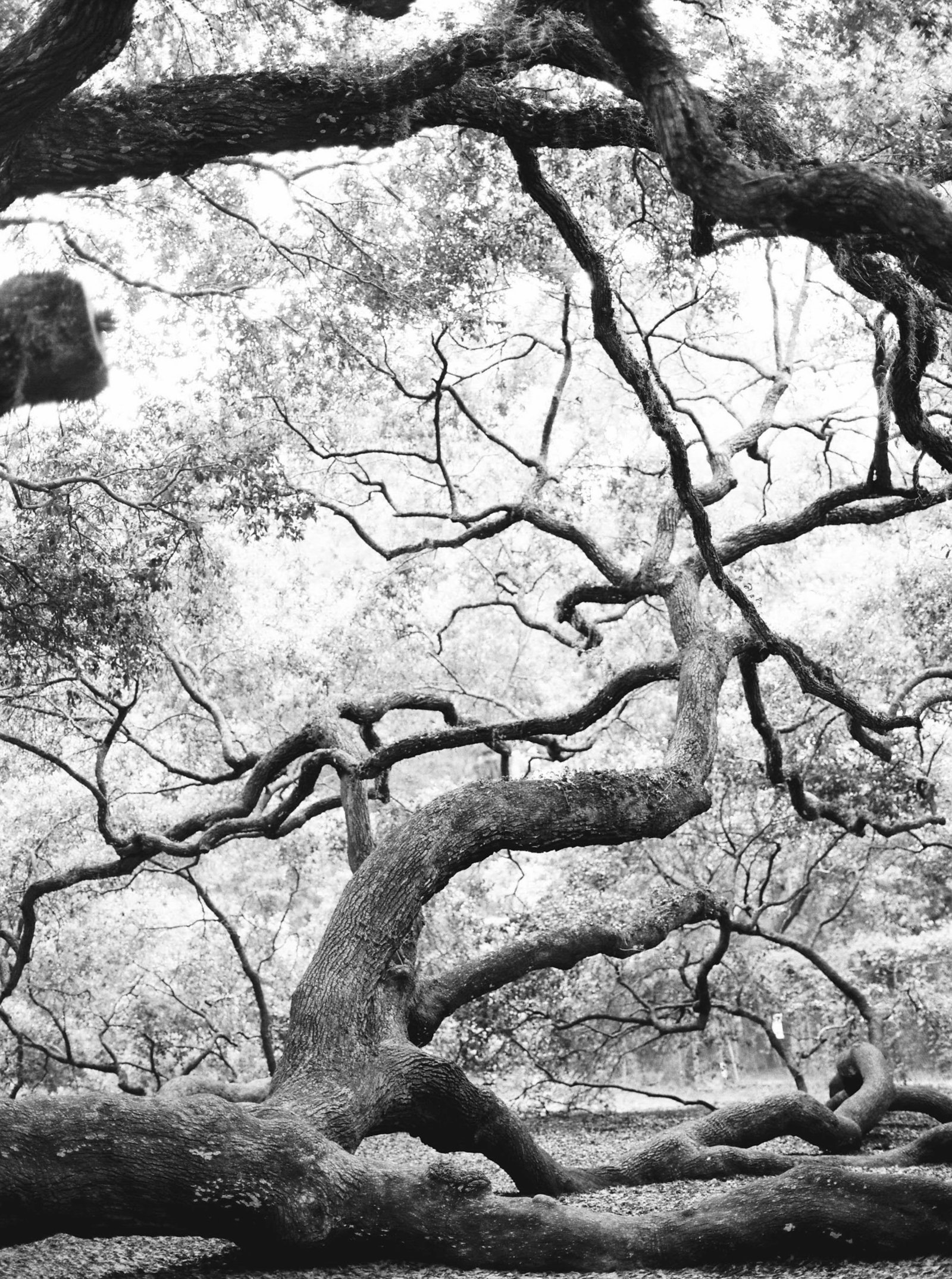 oak-tree-nature-charleston-sc-photography-kate-timbers-778