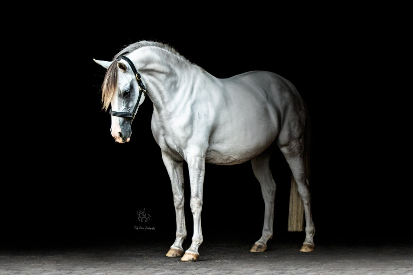 (57). Grey horse against black background arching neck Half Steps Photography