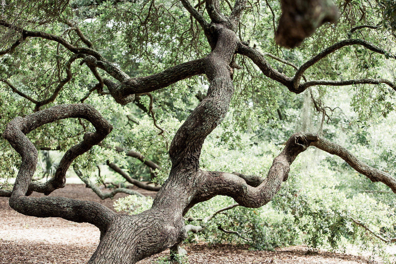 Oak tree branches, Hampton Park, Charleston, South Carolina