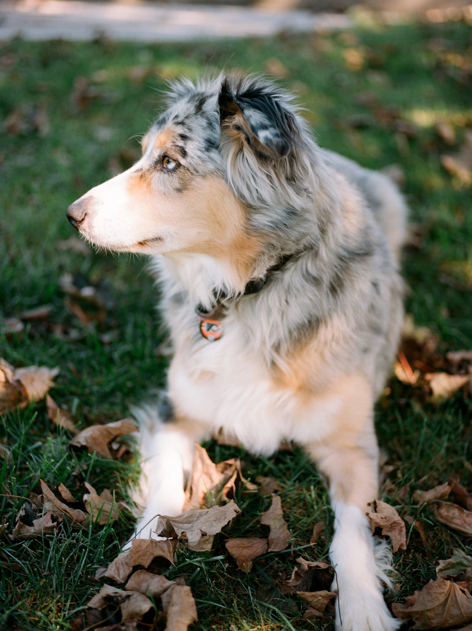 young australian shephard with black and white markings